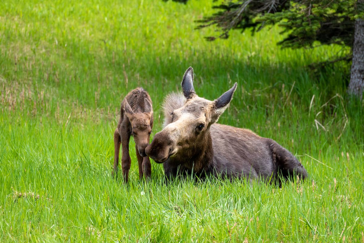 Utah Woman's Unlikely Friendship With a Gentle Moose Who Visits Her