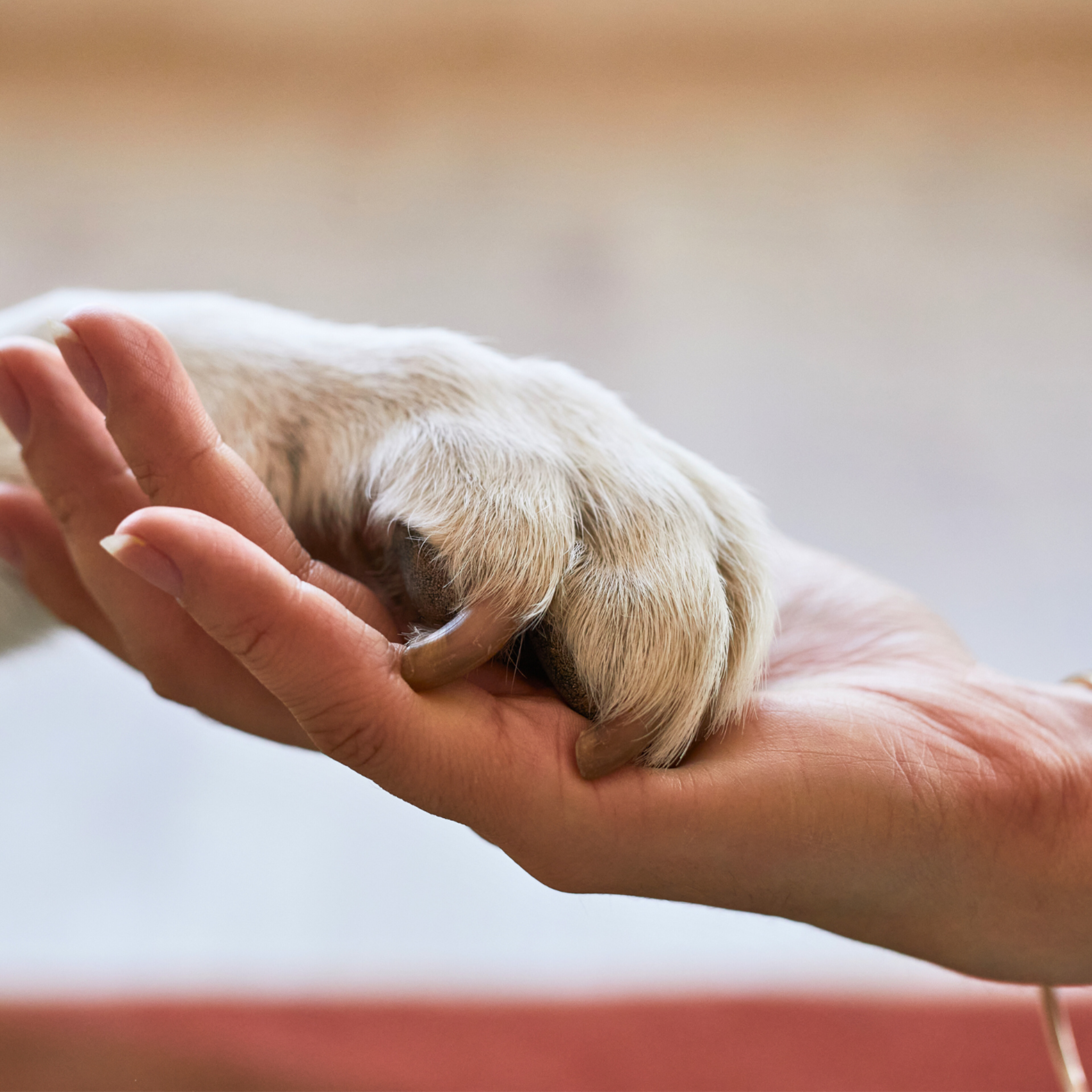 8 Ways Dogs Show They Trust You (That You Might Be Missing)