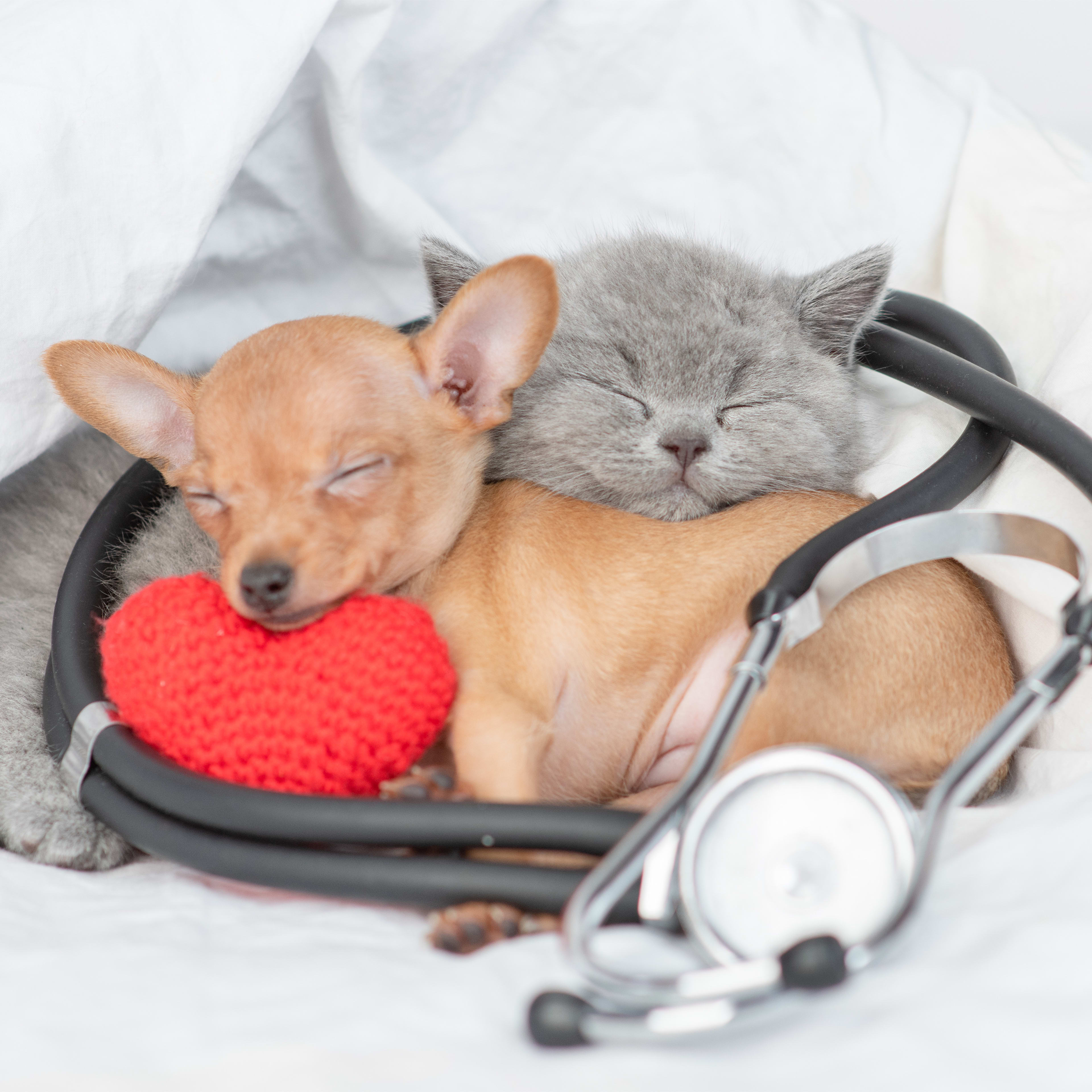 Sam’s Club Just Introduced This New Member Perk and Pet Parents Will Be Thrilled