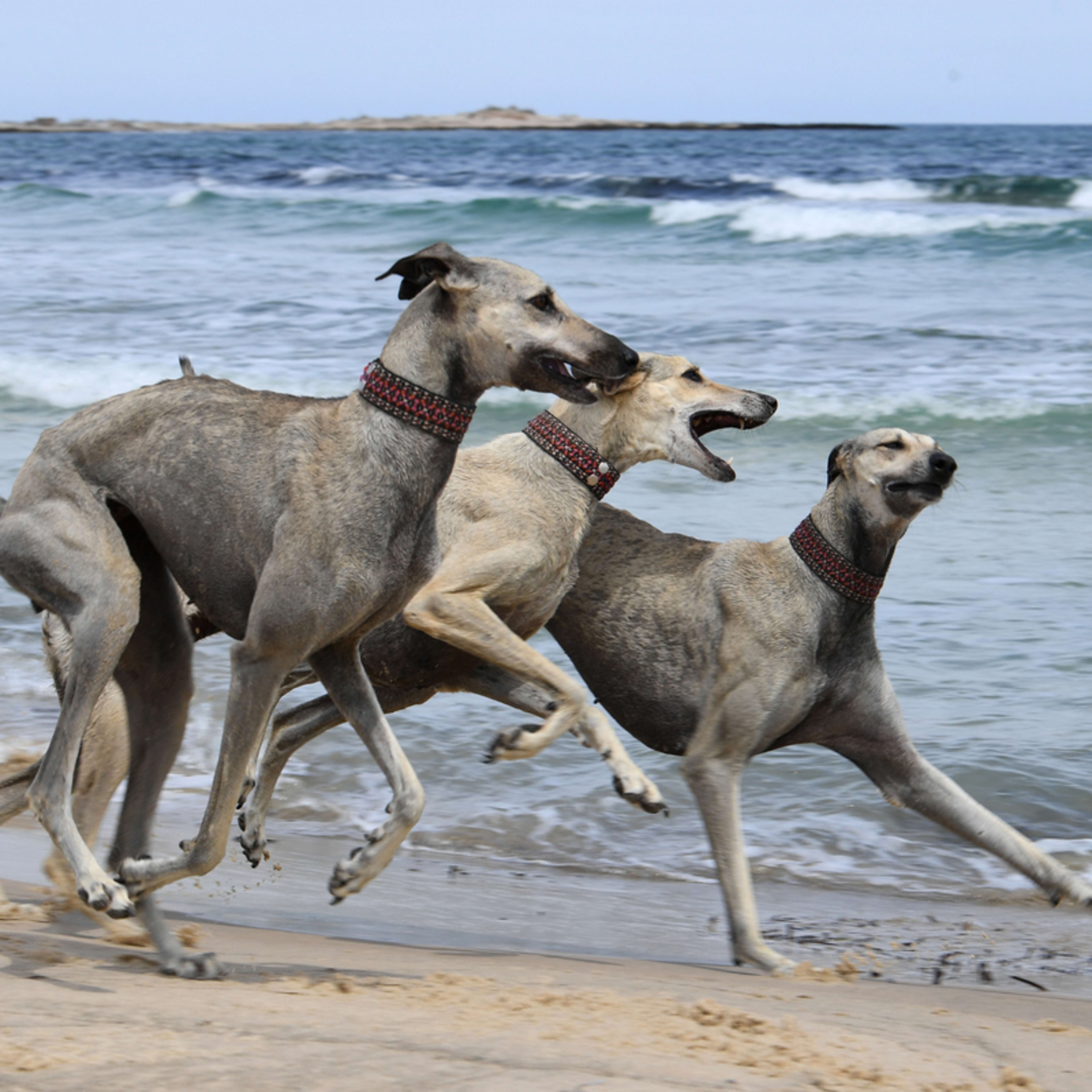 A trio of Sloughis running together on a beach