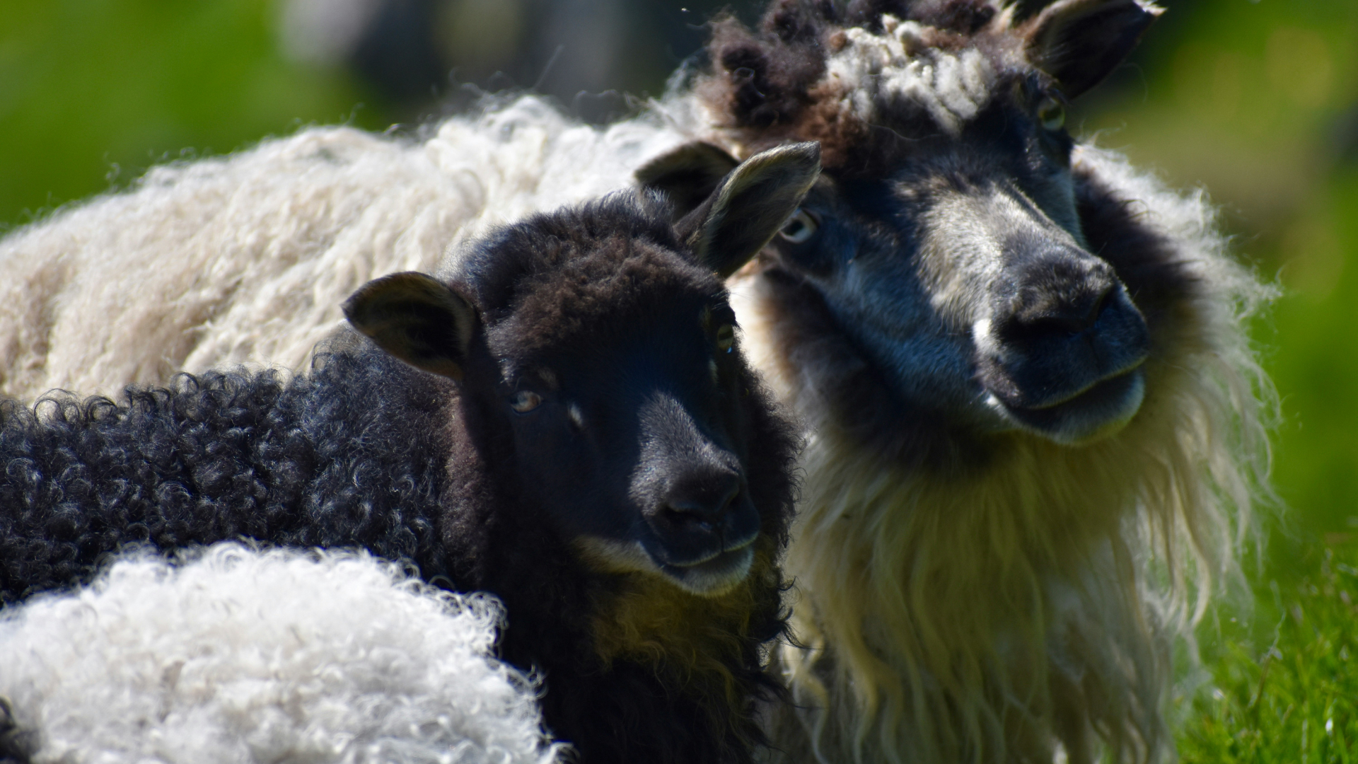 Sheep Labrador Dogs Labrador Retriever Puppy Chewing on Valais Black Nose Sheep Horns Like ...