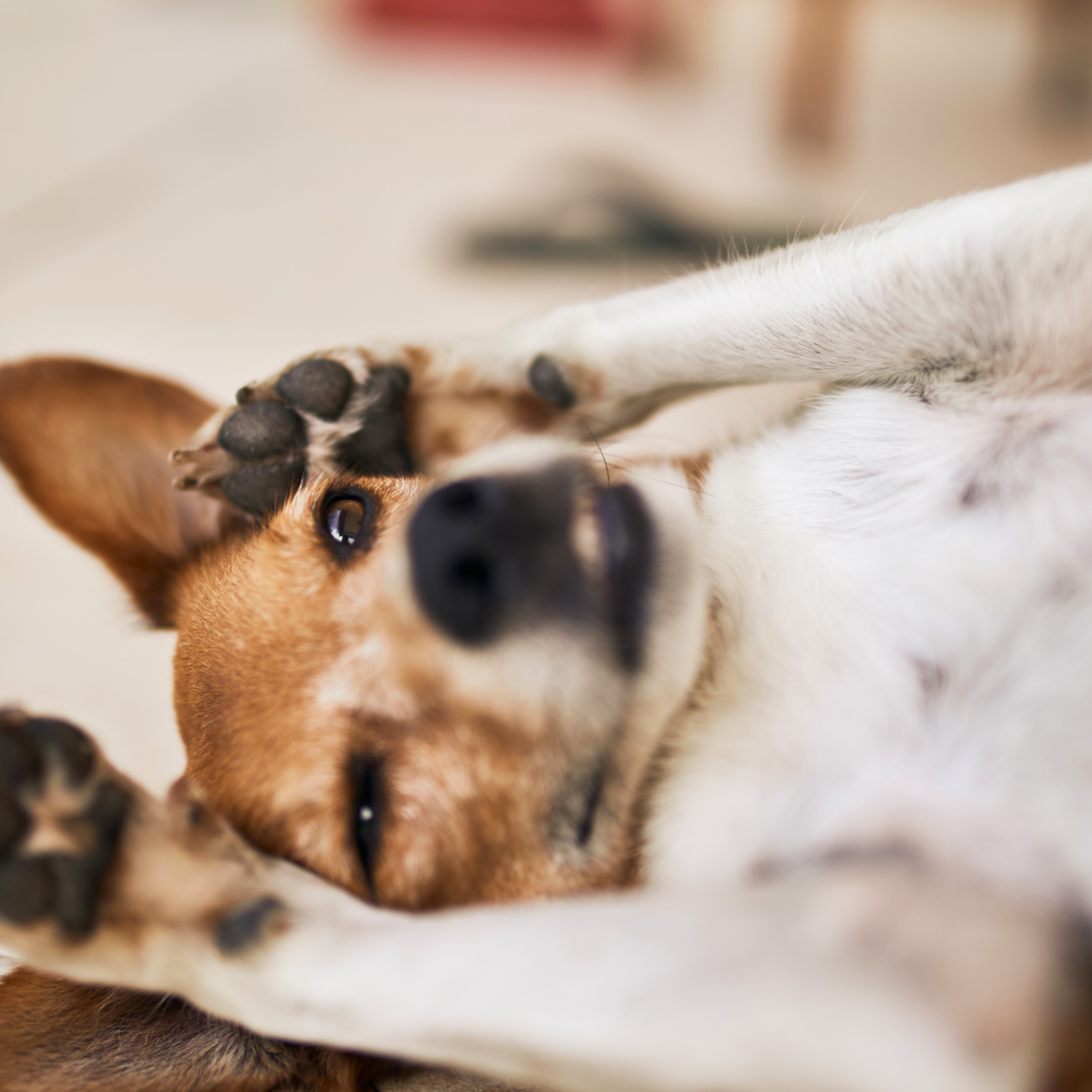 Watch Out for This Skin Infection That Can Be Caused by Your Dog's Allergies