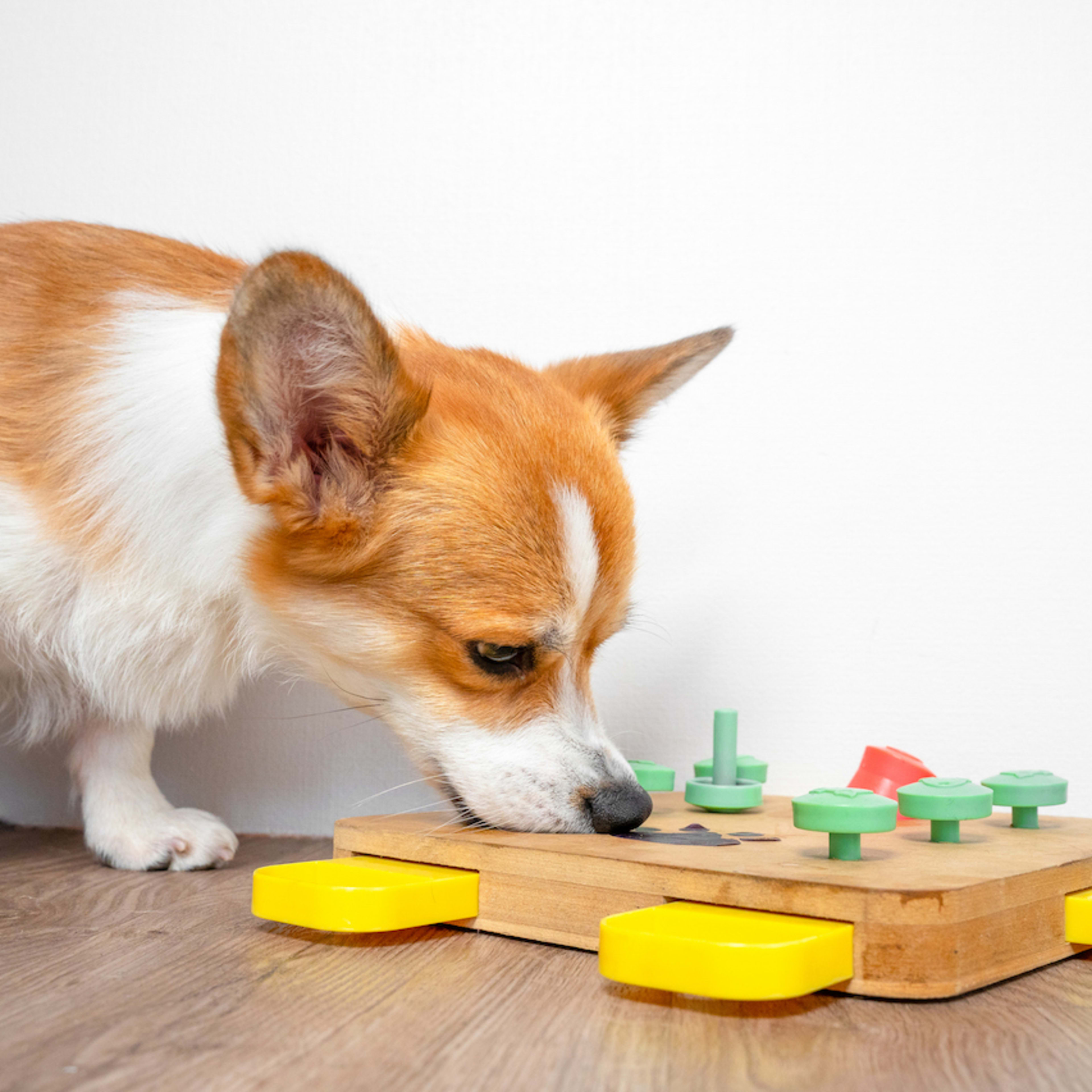 How to Keep Your Dog’s Mind Sharp: 16 Trainer-Approved Brain Games