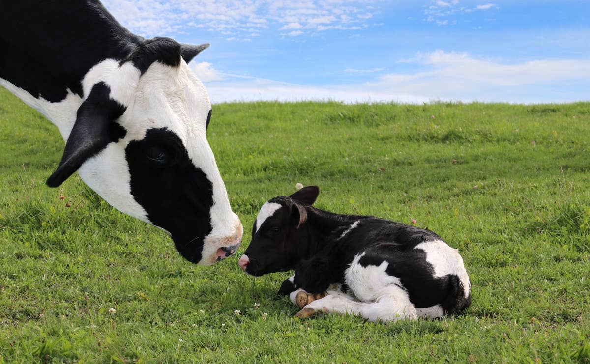Moment Baby Highland Cows & Ponies Experience a Pasture for the First ...