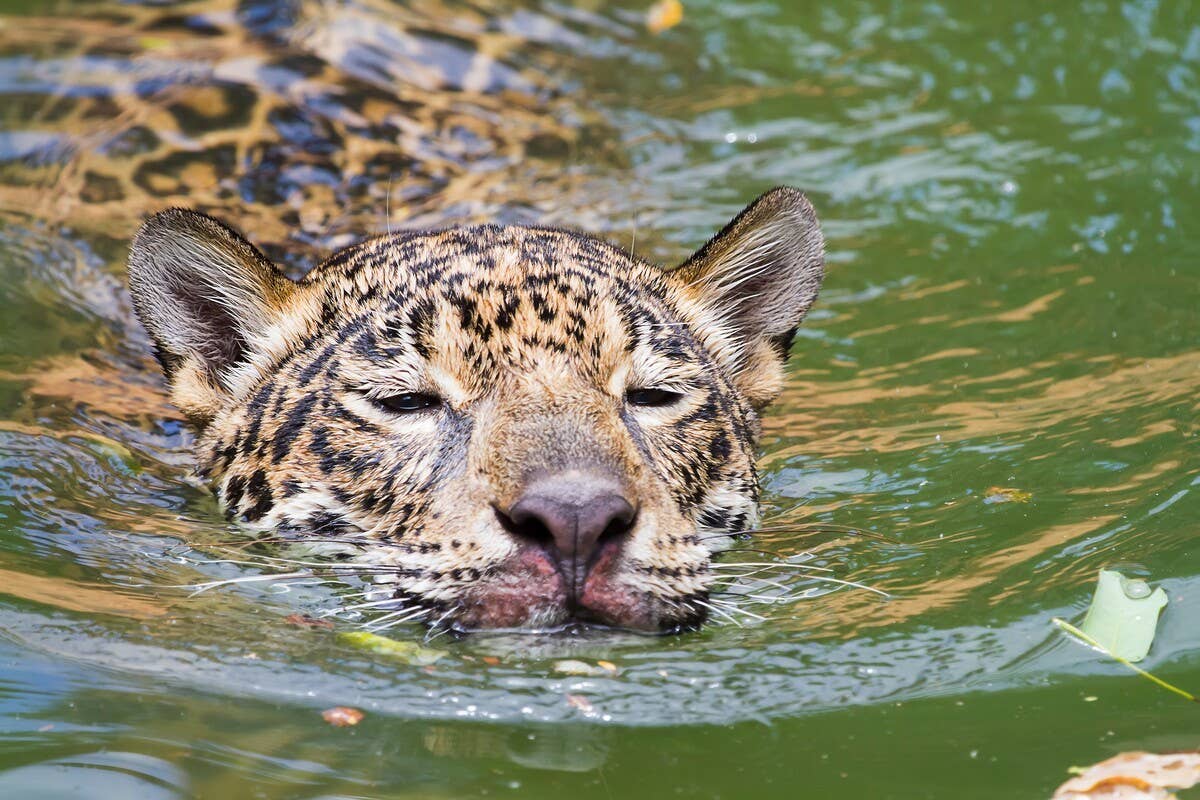 Black Leopard’s Magical Flip Onto Her Tire Swing Has People Cheering ...