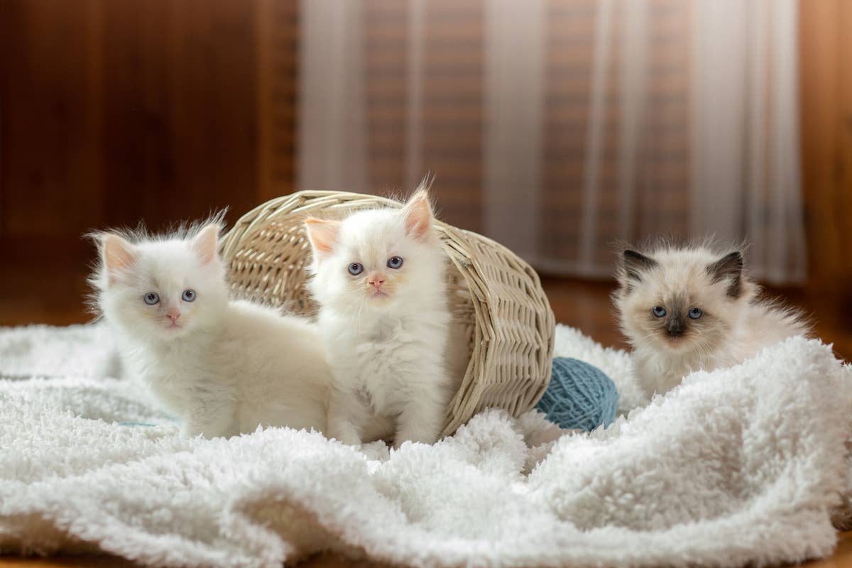 Ragdoll Cat Playing in the New Baby’s Swing Reminds His Parents He’s ...