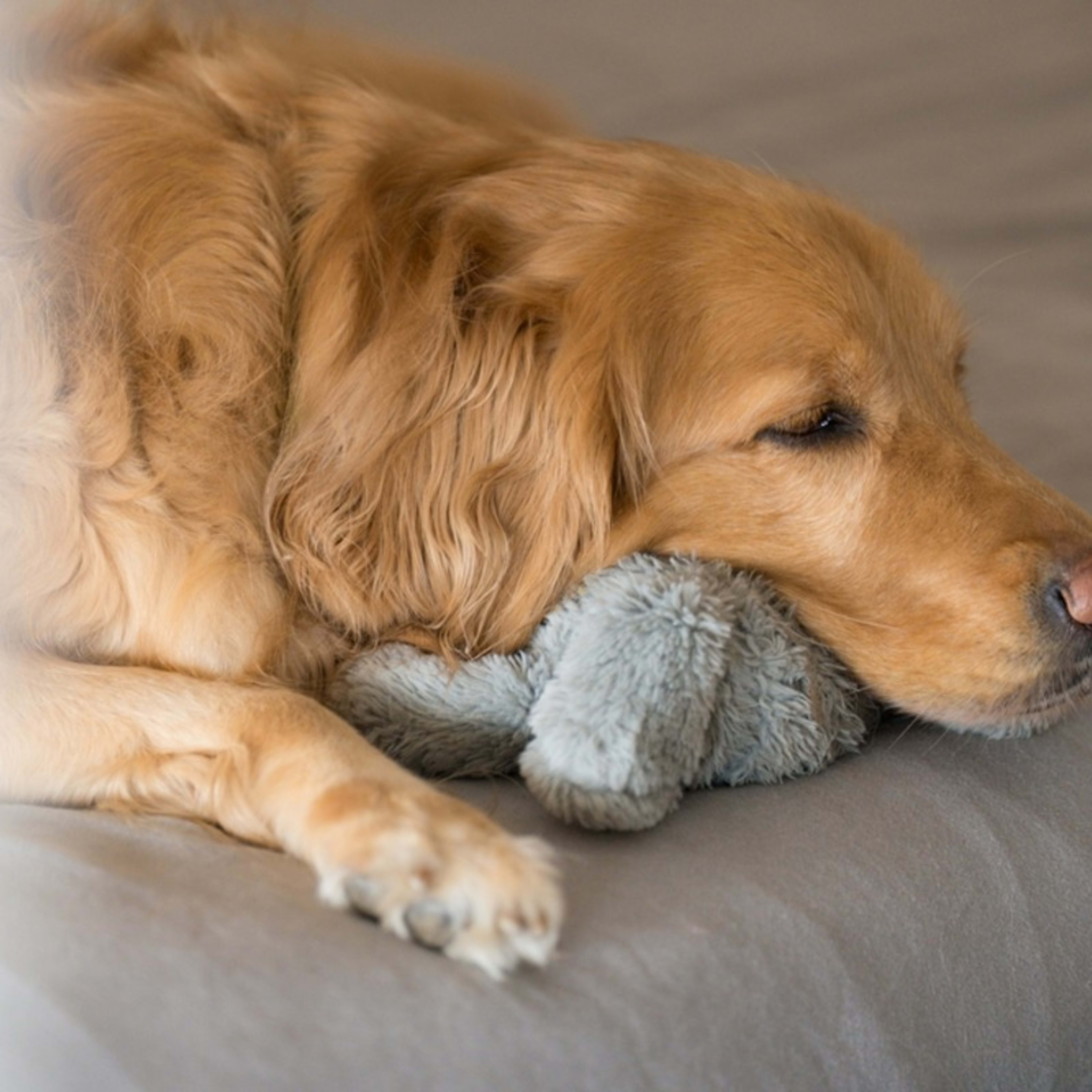 Story of Senior Golden Retriever Rescued From Puppy Mill and His Favorite Toy Will Make You Cry - PetHelpful