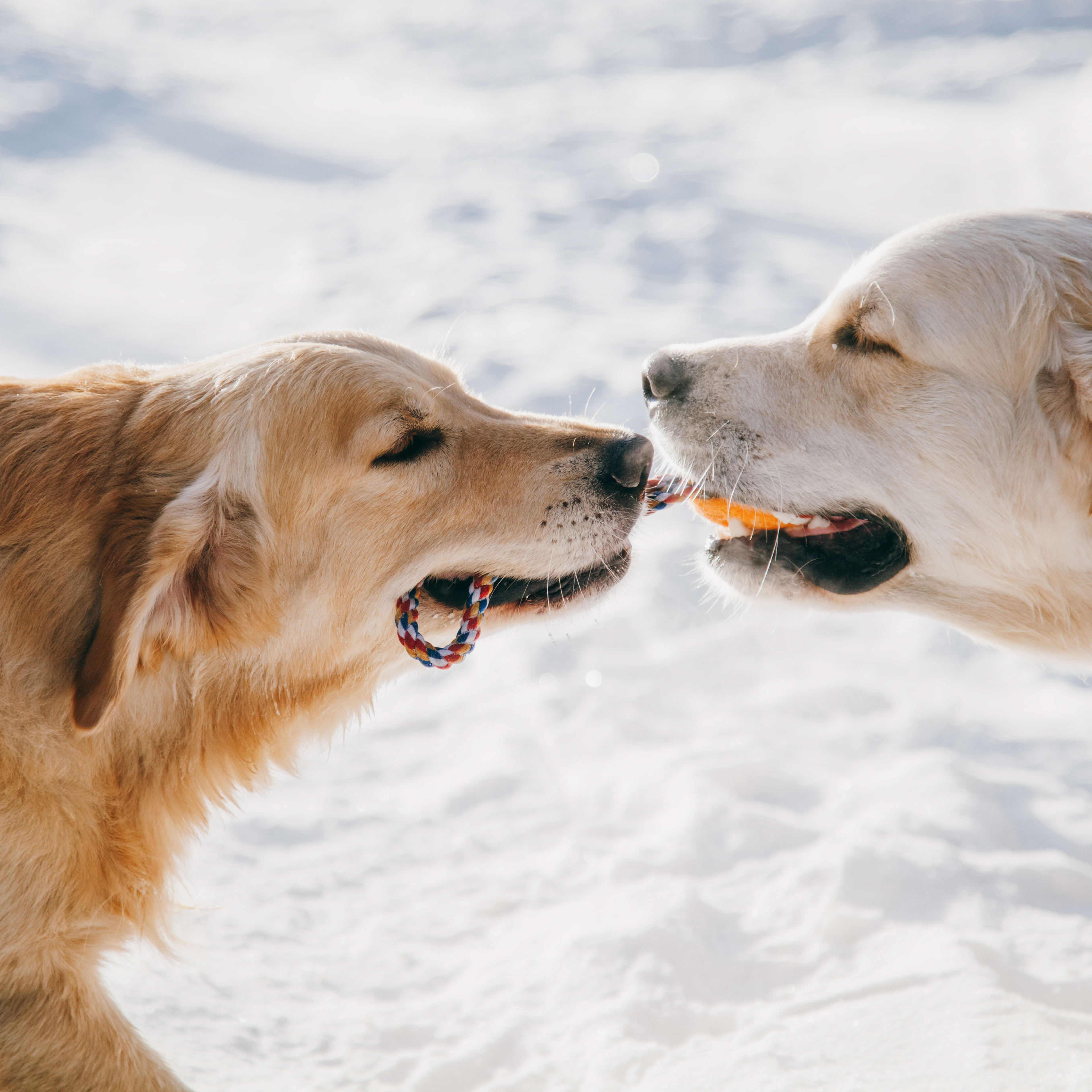 How To Clean A Dog's Ears With Vinegar - Andrea's Notebook - Cleaning Dog Ears With Distilled Vinegar