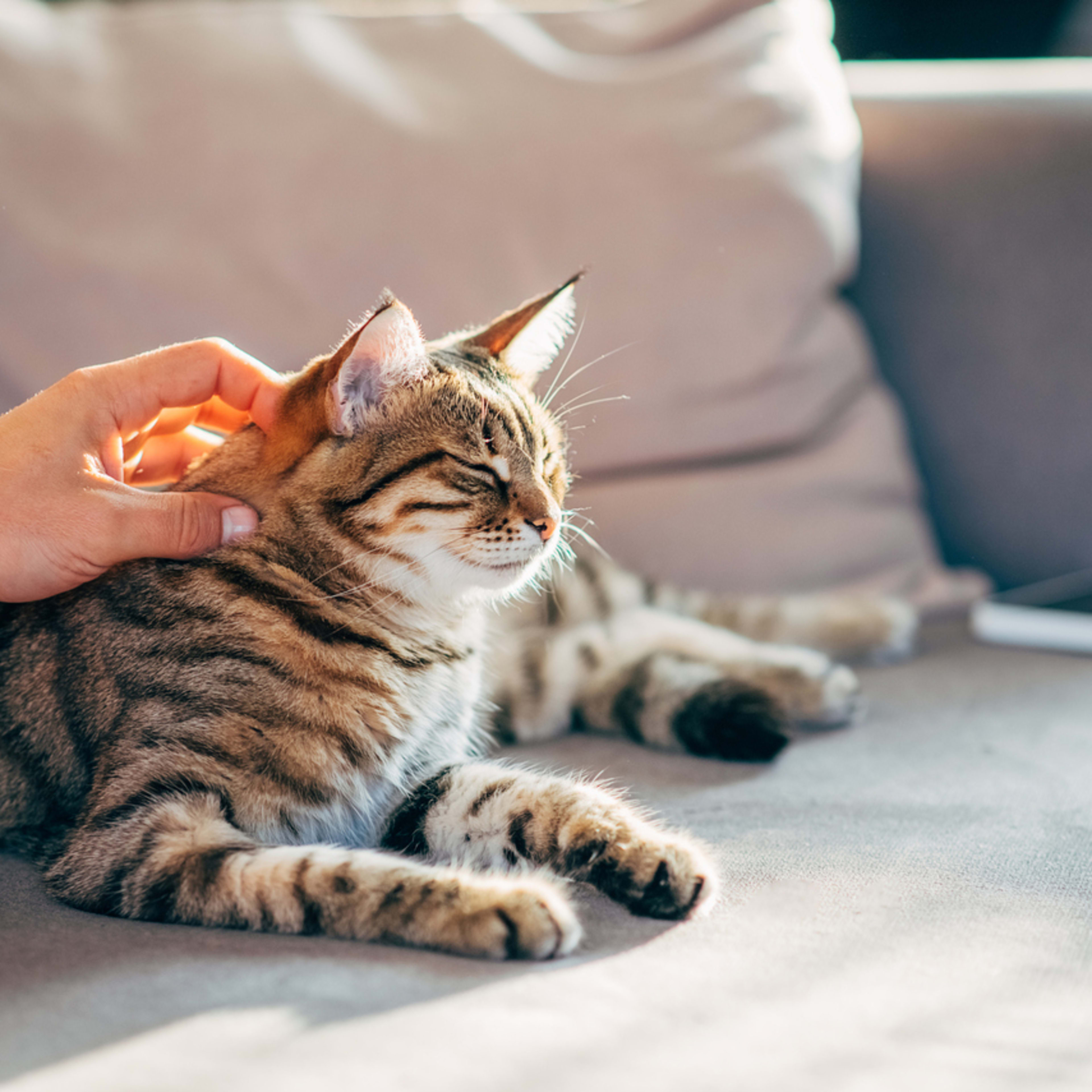How to Get a Cat to Like You and Earn Its Trust