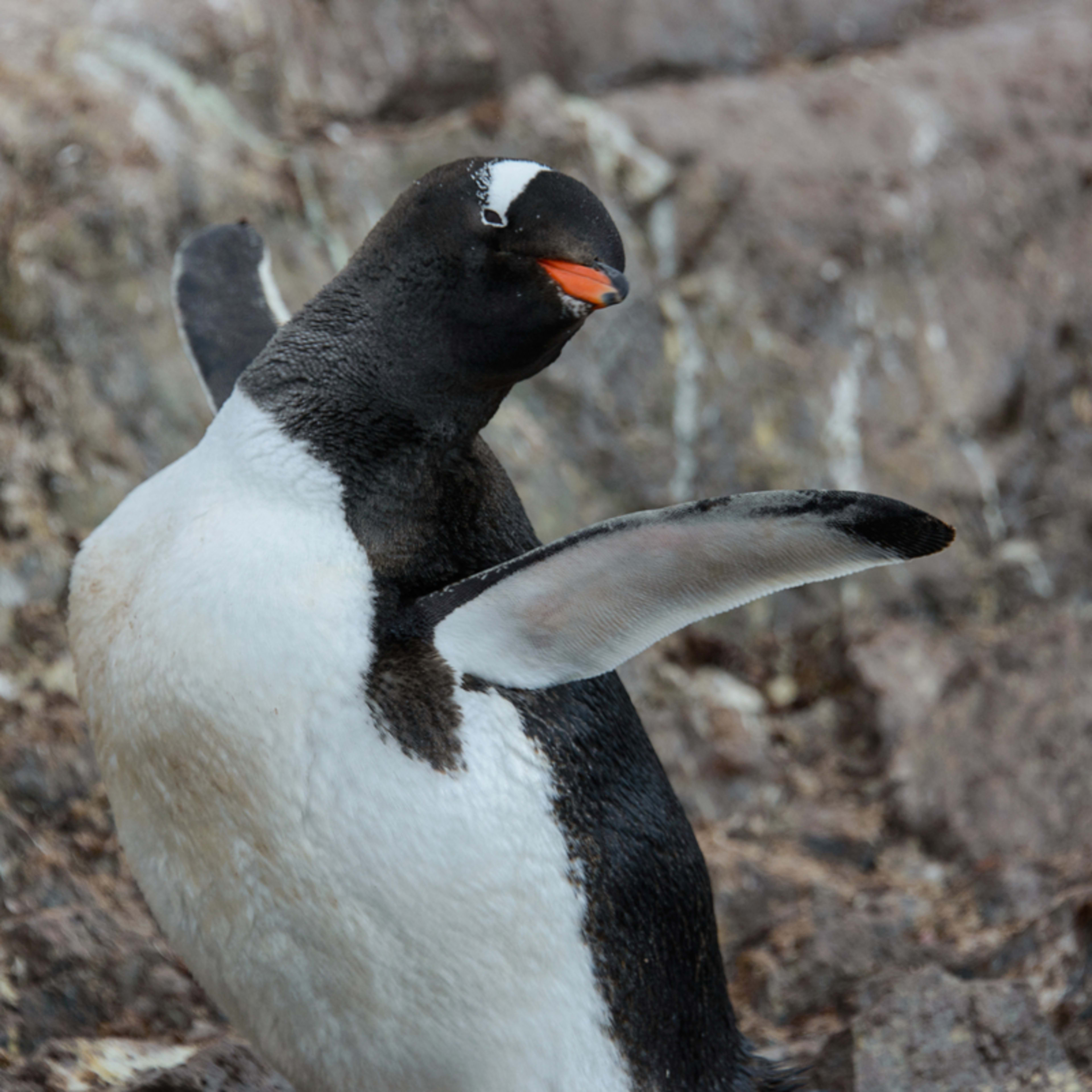 Stark White Penguin With Rare Genetic Mutation Is Truly a Sight to Behold