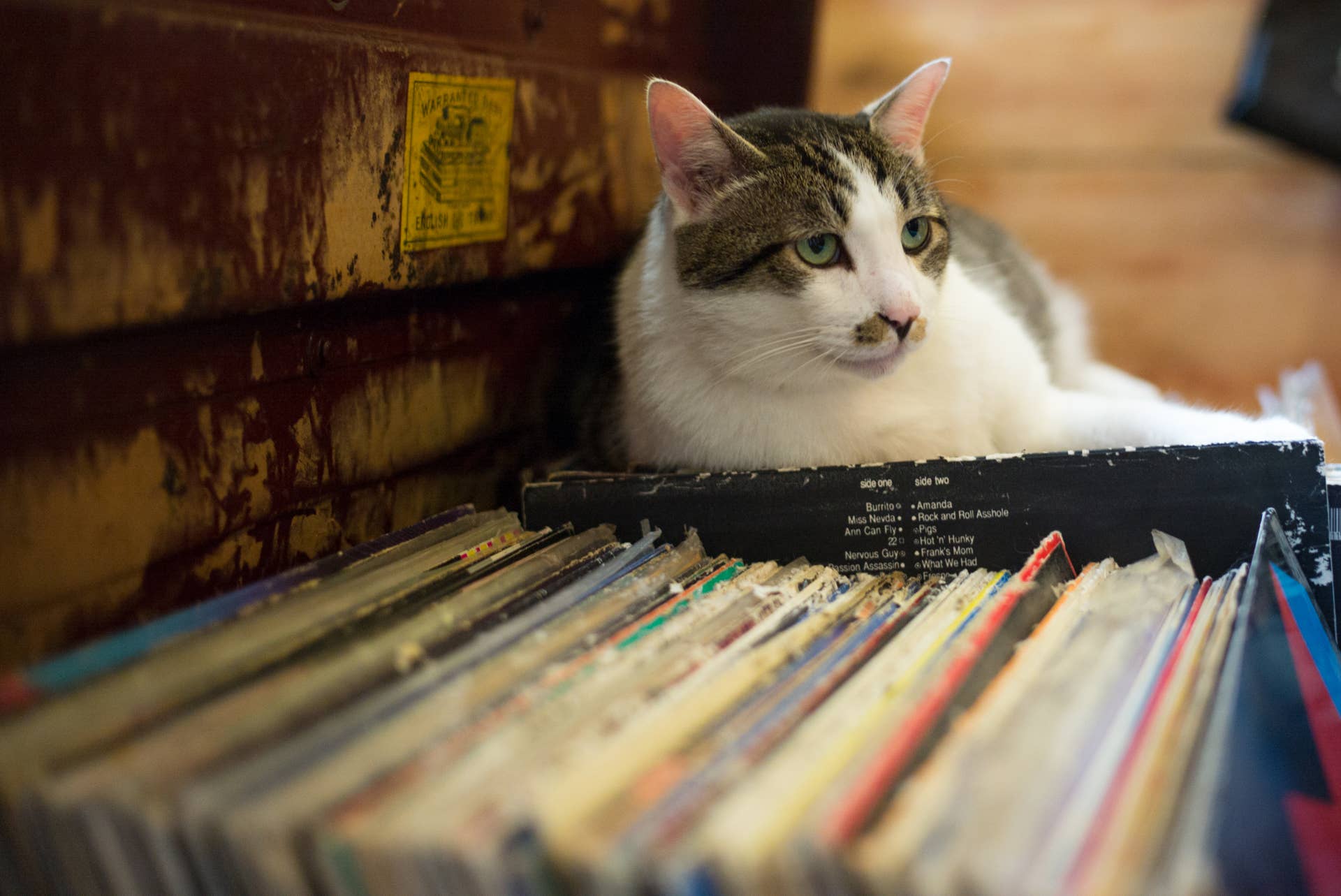 The 7 Best Miniature Dog Breeds: Toys and Teacups - PetHelpful