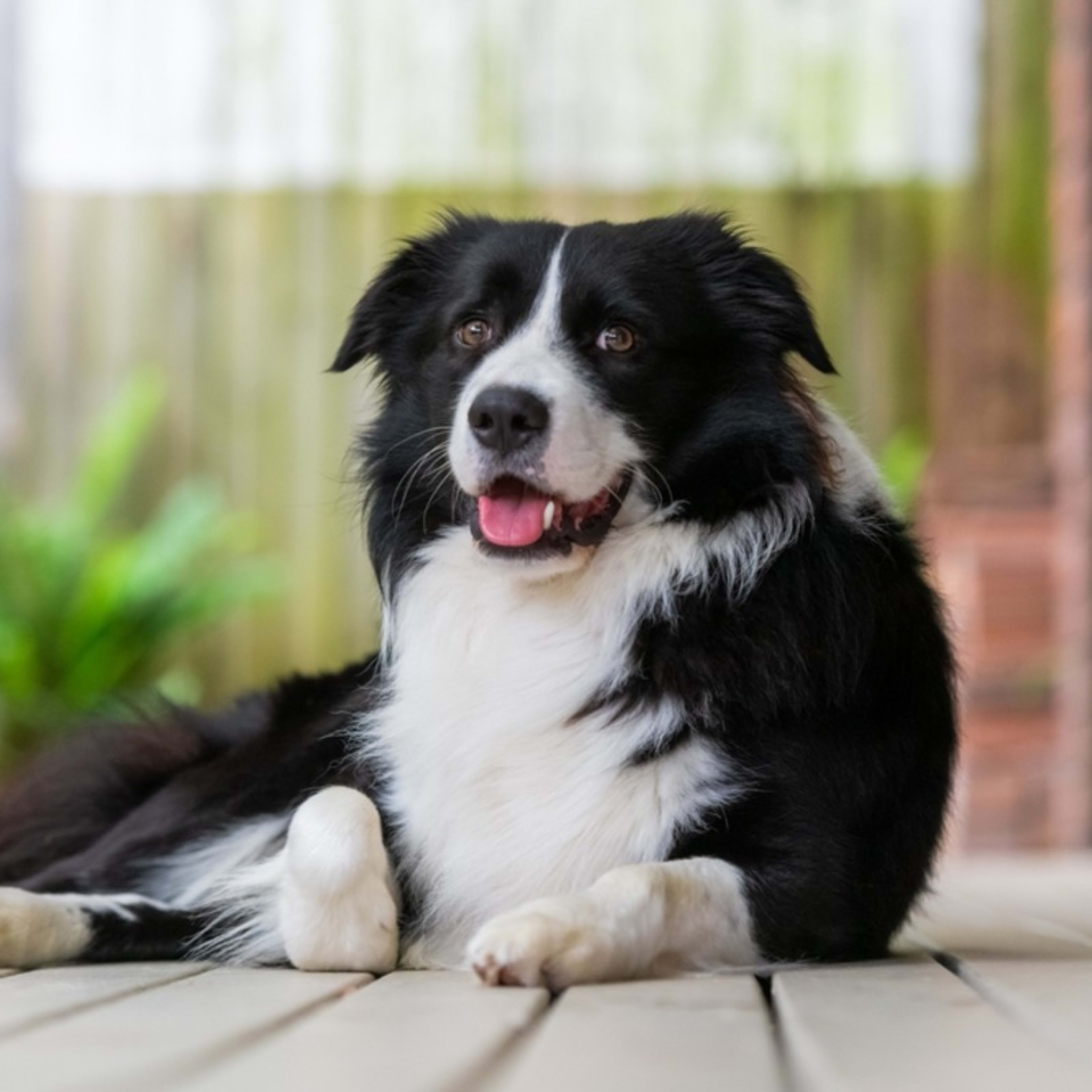 Top 10 Best Service Dog Breeds | Wellness Wag, image size:3840x3840