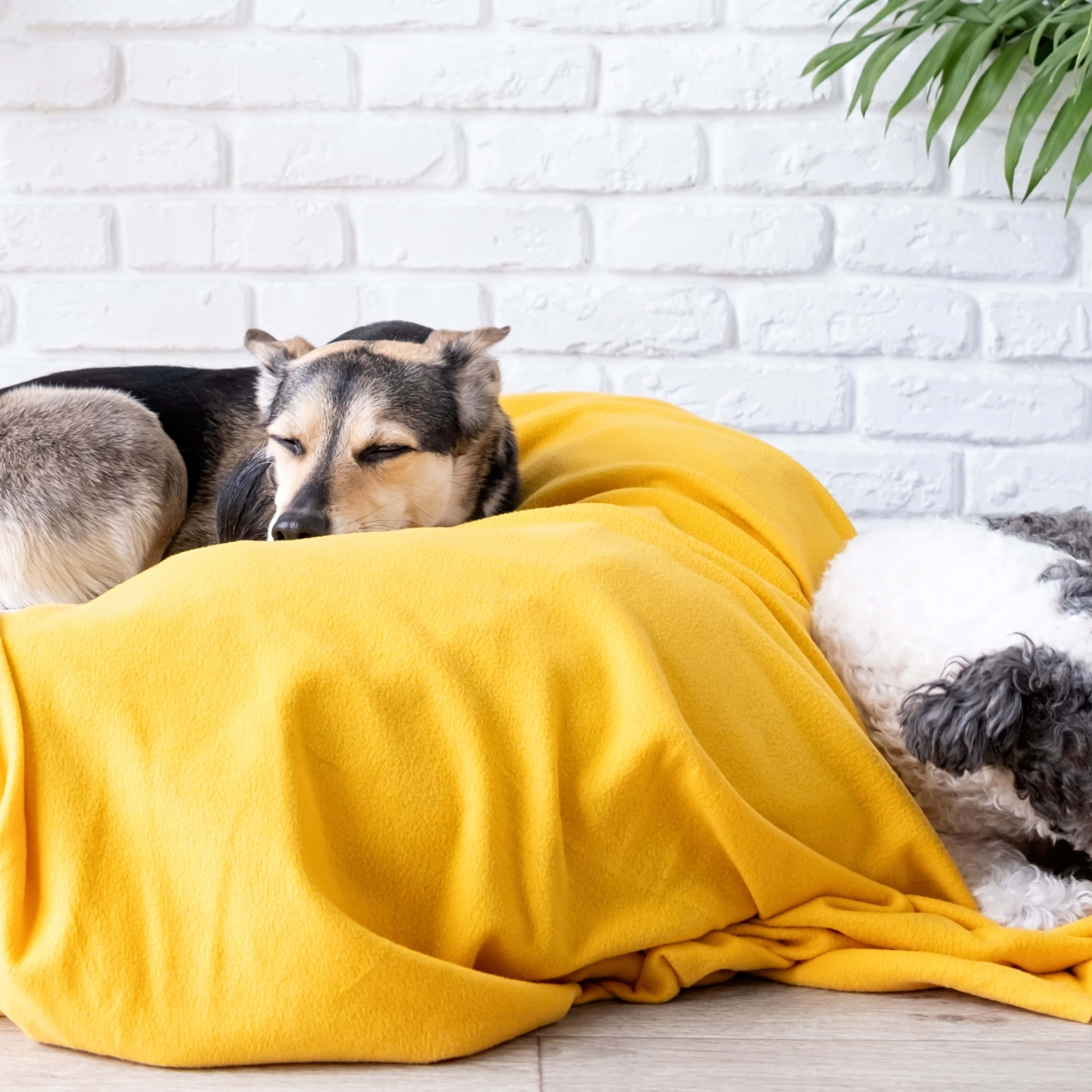 10 Most Common Pets in the U.S. - PetHelpful