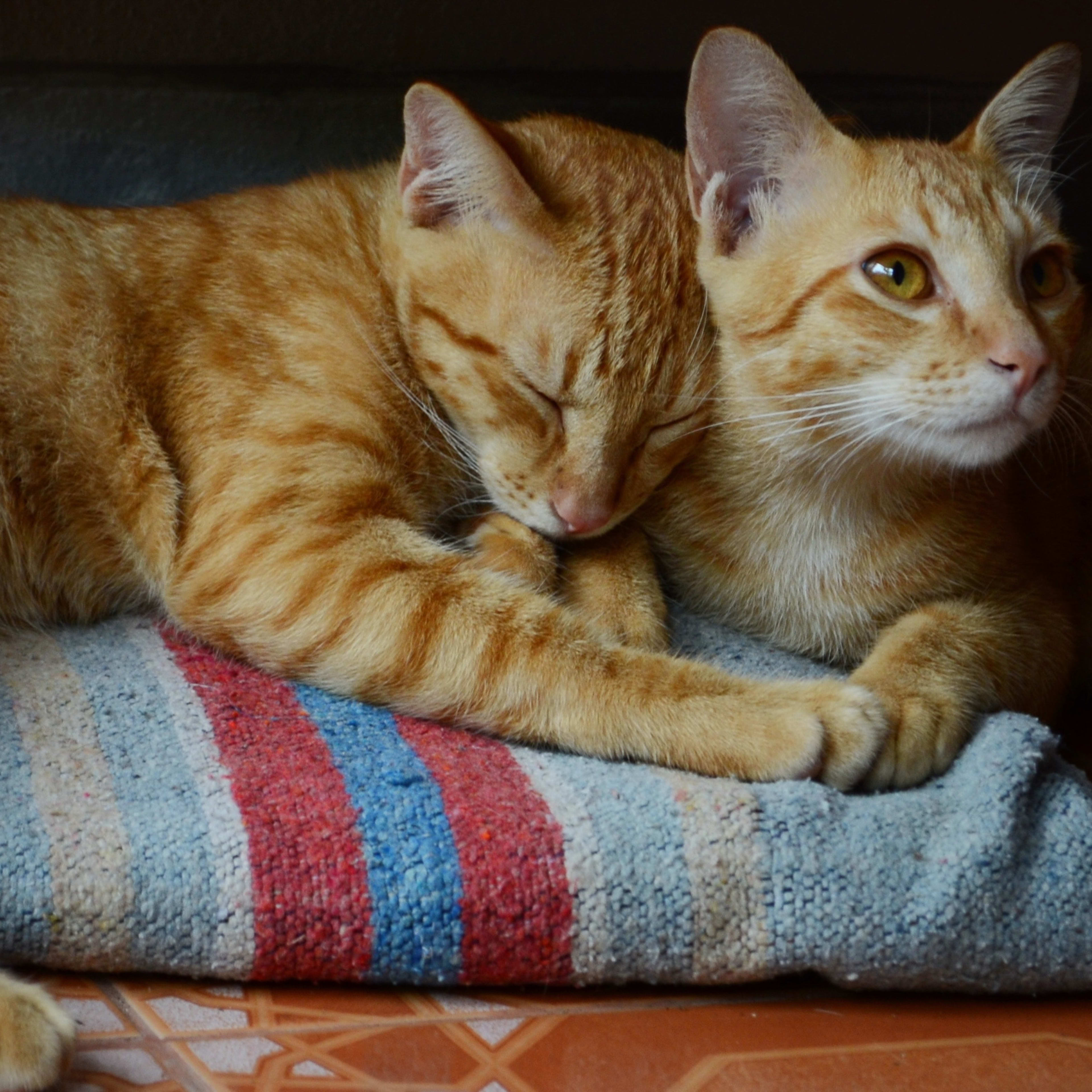 Top 10 Rat Hunting Dog Breeds - PetHelpful