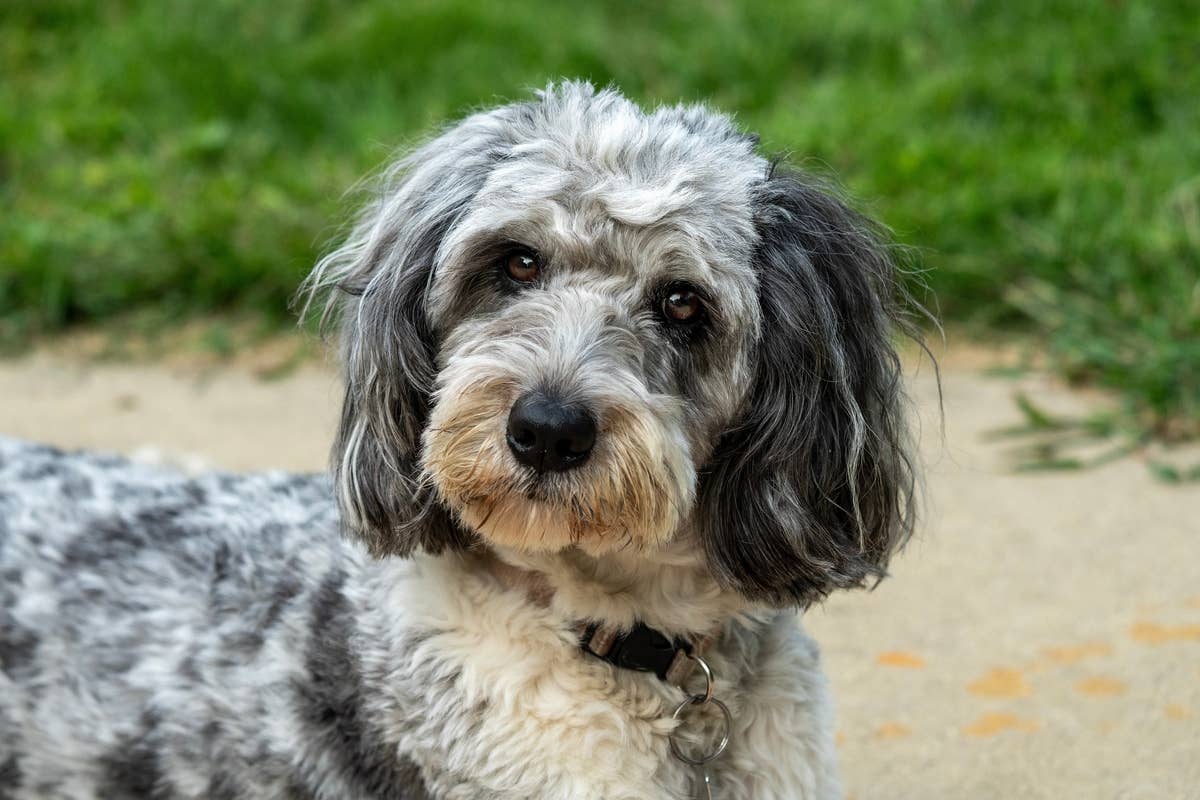 How To Keep Male Dogs Away From Females In Heat PetHelpful how-to-keep-male-dogs-away-from-females-in-heat-pethelpful