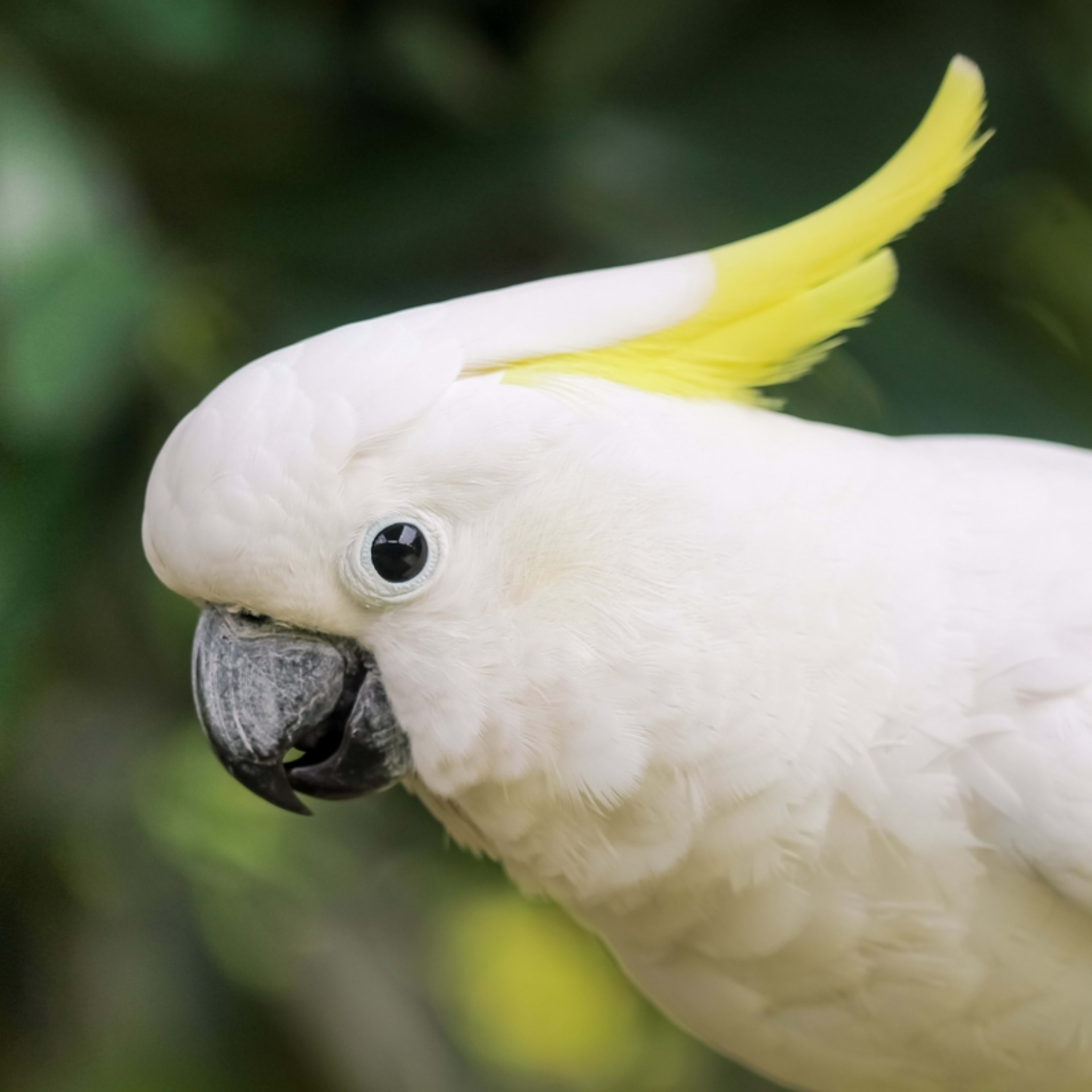 Cockatoo Uses Song and Dance to Get What He Wants Like a True Boss King