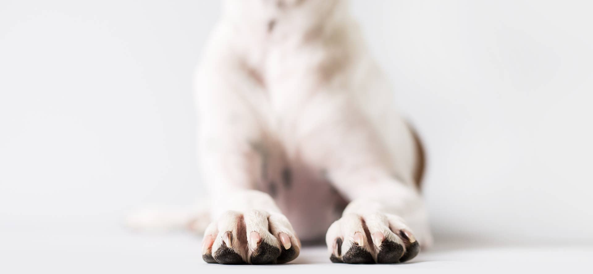 The 7 Best Miniature Dog Breeds: Toys and Teacups - PetHelpful