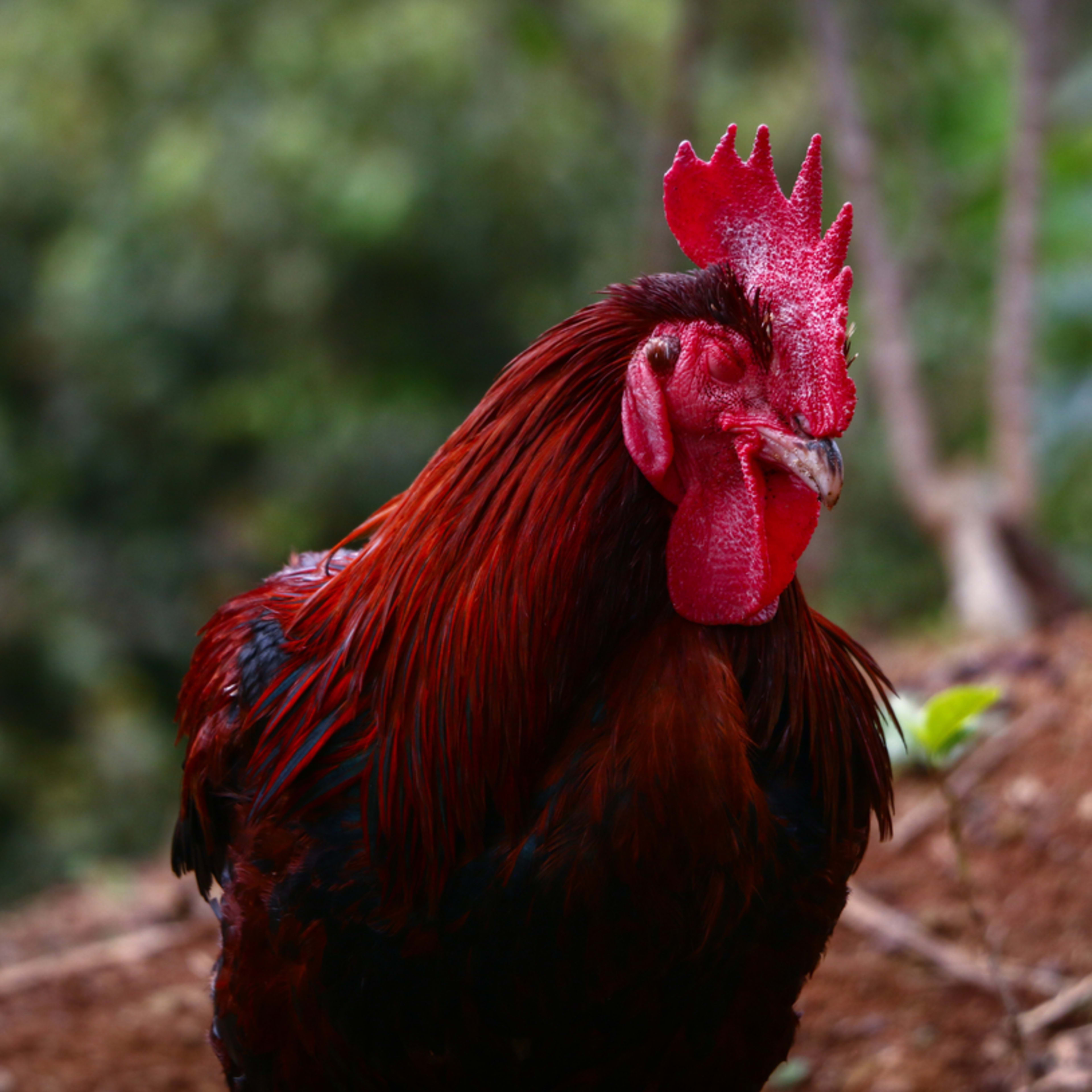 Rooster Cuddles Human Mom Just Like a Lap Dog and We Can't Get Enough