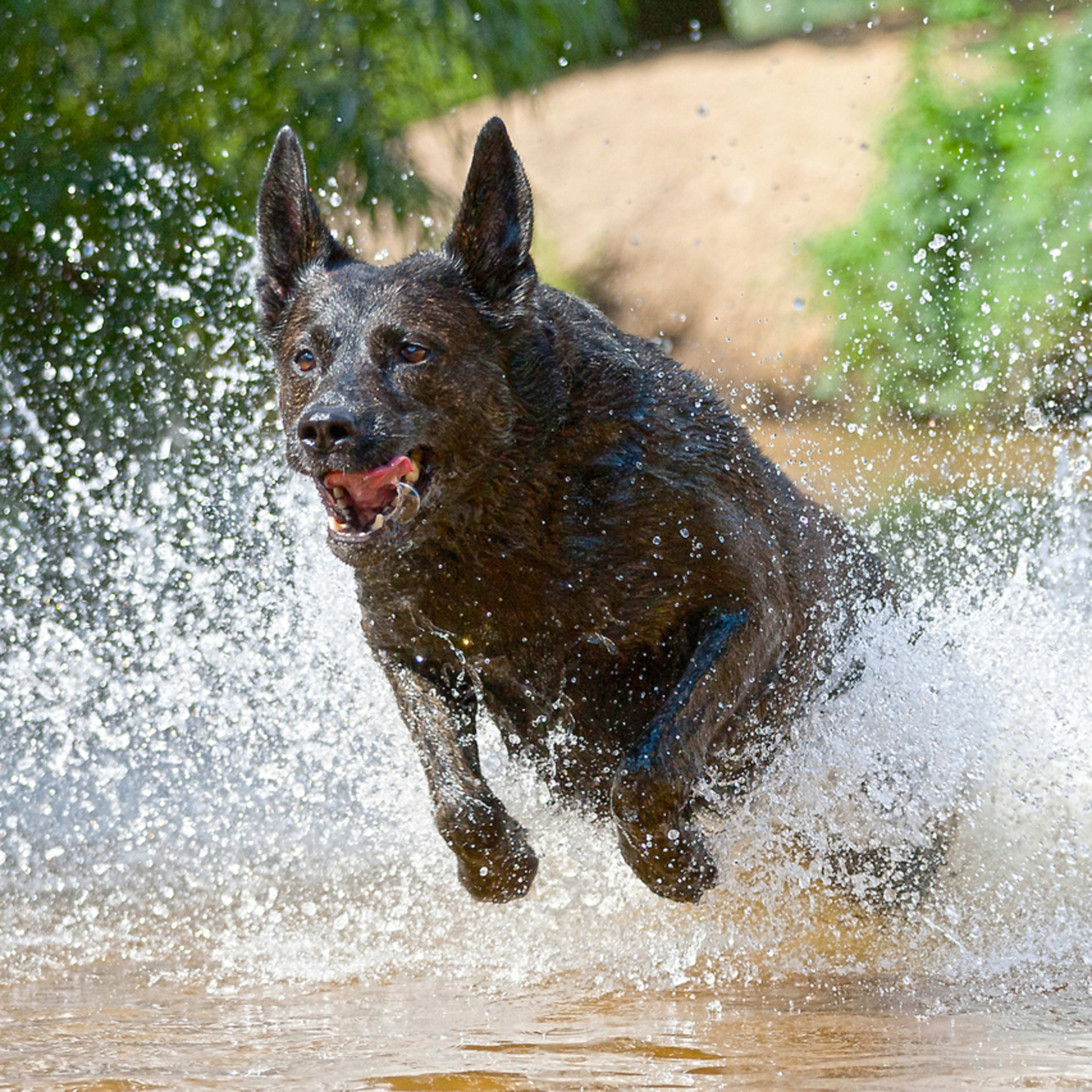 Vet's Parody of How Different Dog Breeds Would Act at a Theme Park Is a ...