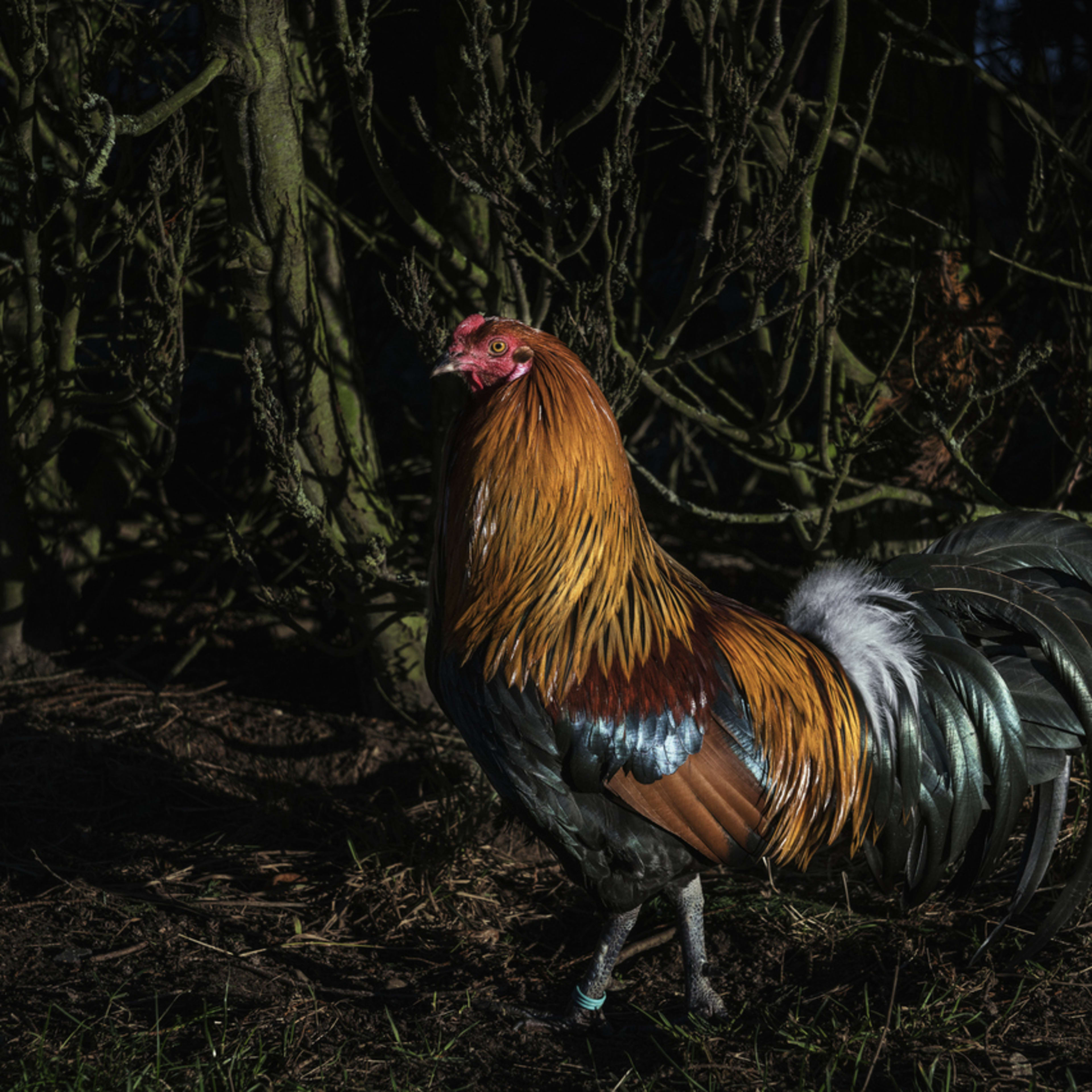 200+ Rooster Names That Will Make You Crow With Joy