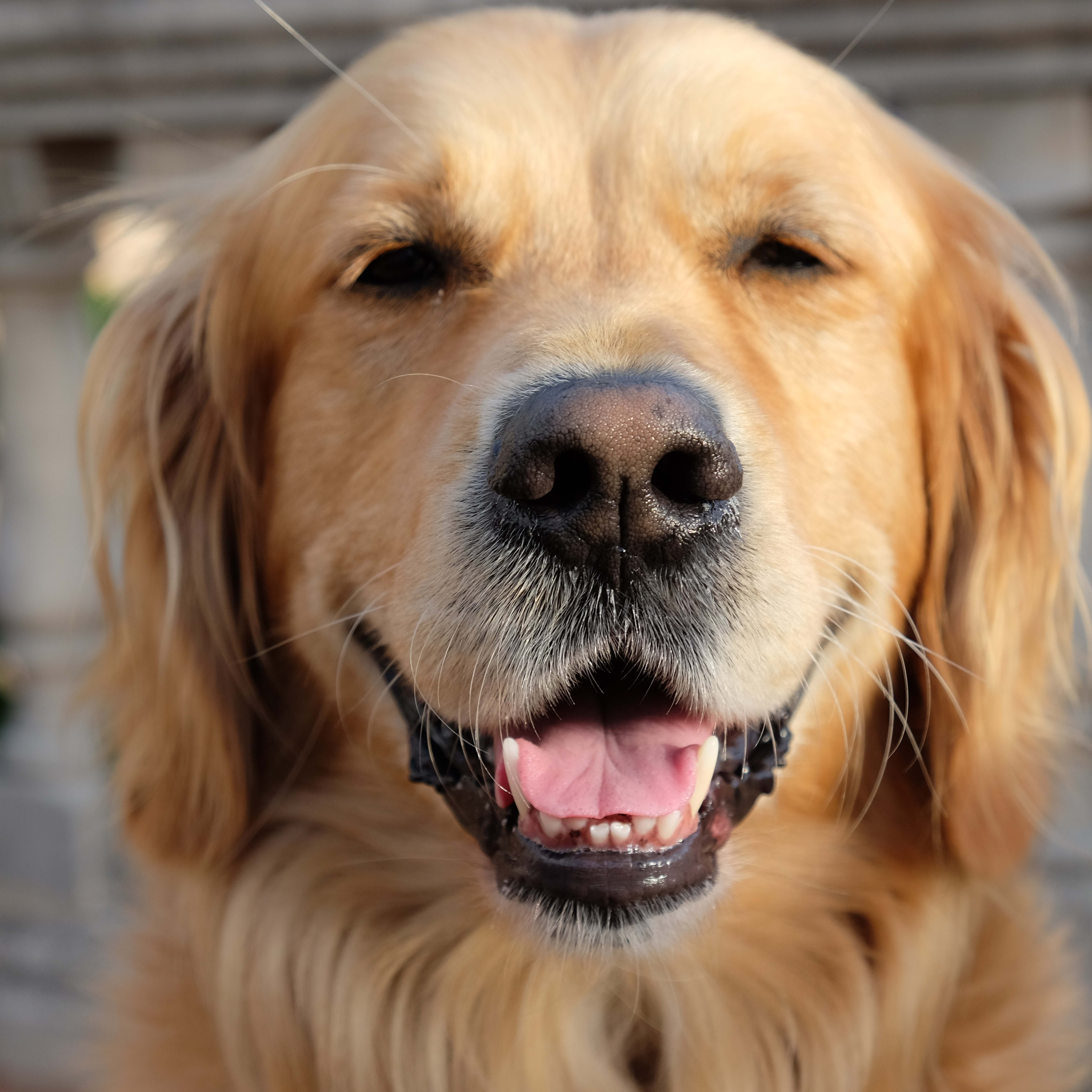 Mom Jokingly Gives Her Golden Retriever His Tax Return, and His Reaction Is Priceless