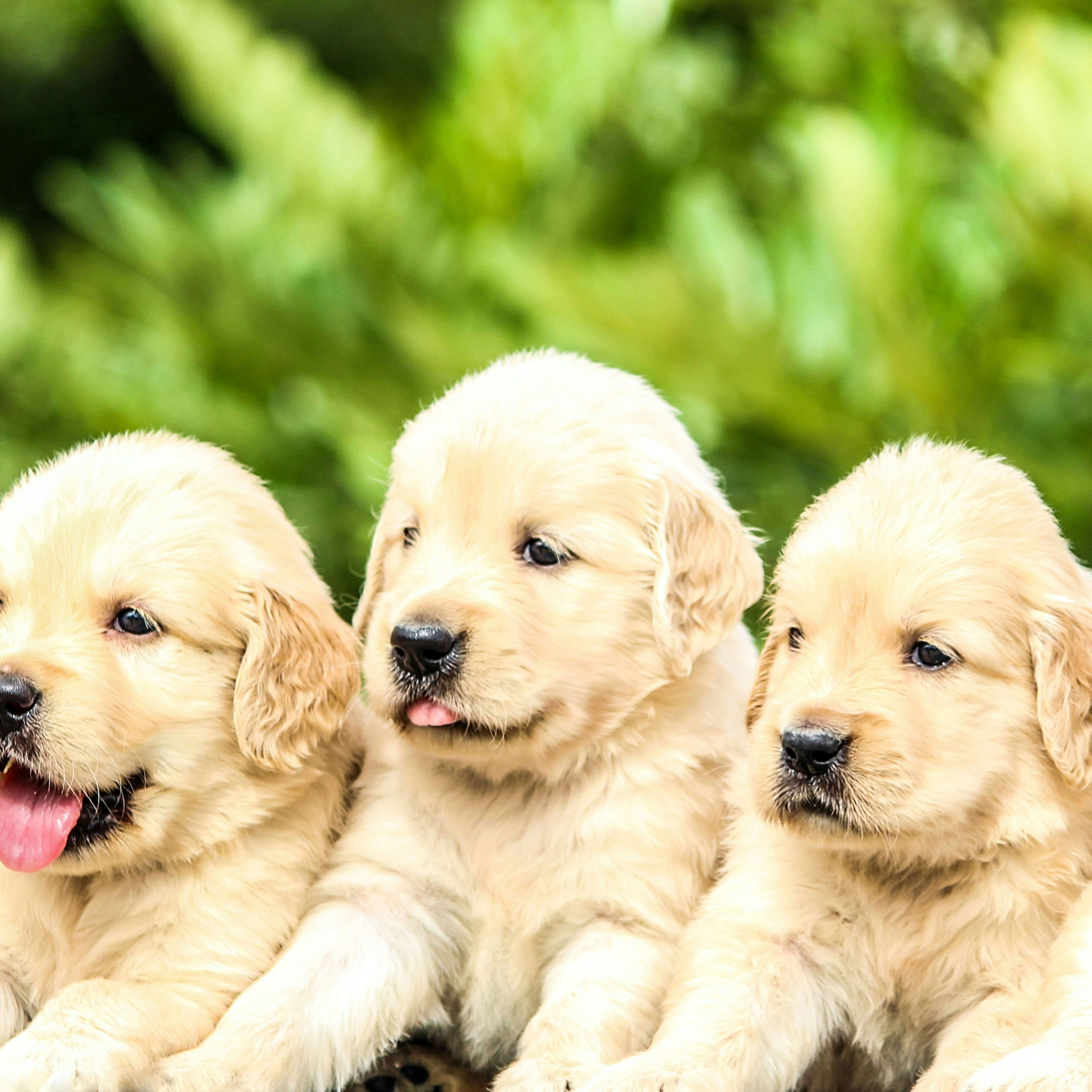 Tiny Golden Retriever Puppies' Post-Breakfast Crash Is Over-the-Top Cuteness