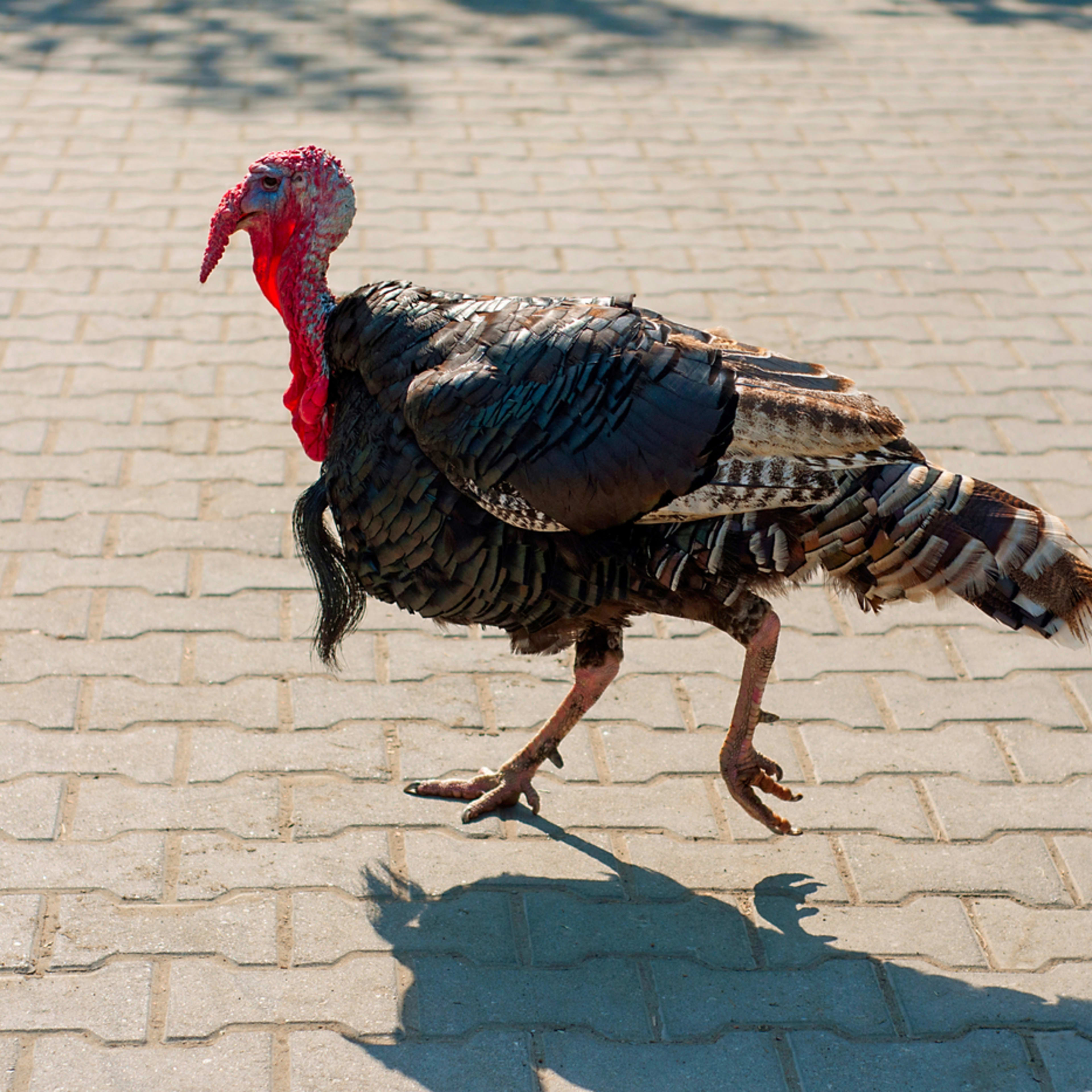 UPS Driver Gets 'Terrorized by Turkeys' and People Can't Stop Laughing
