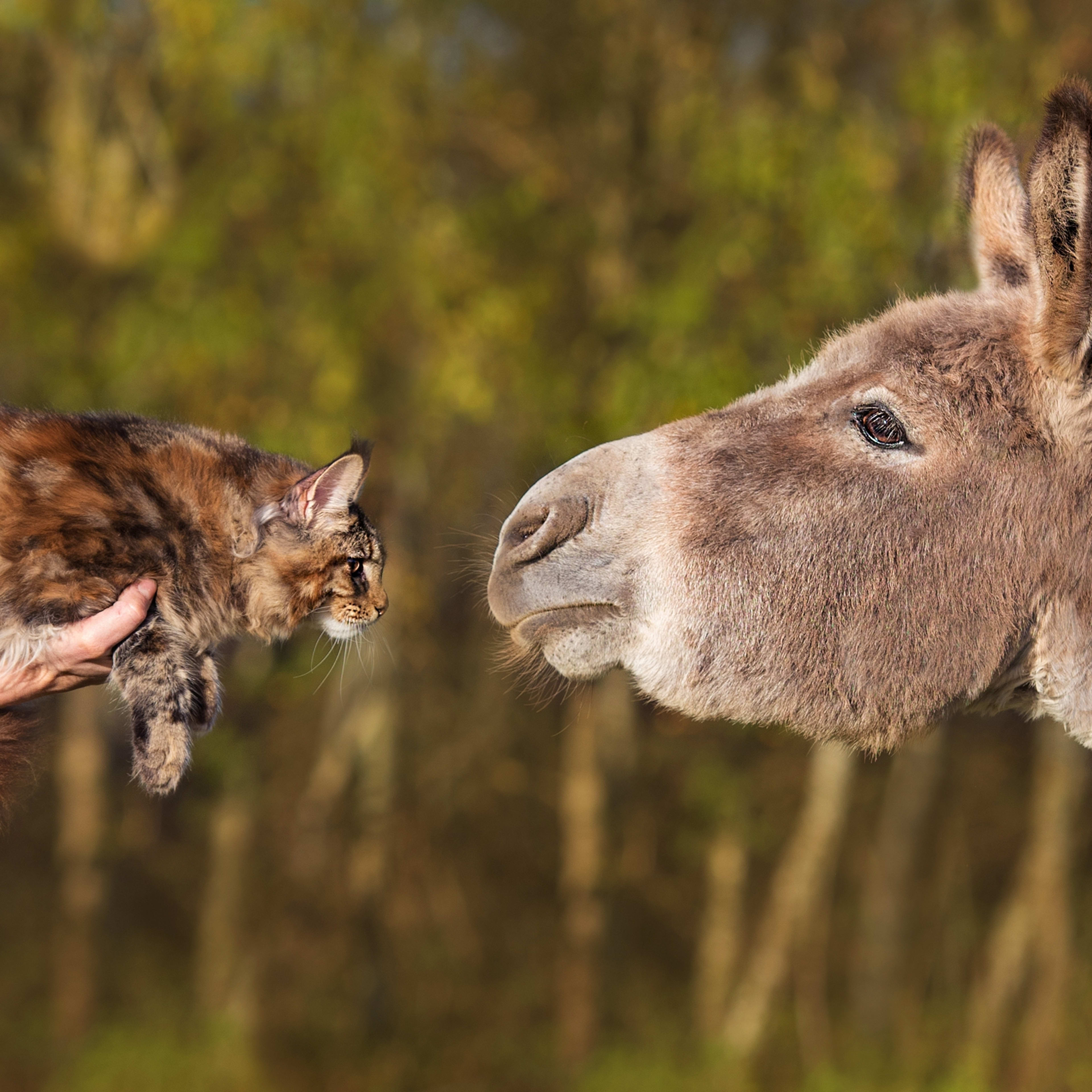 Maine Coon Cat Hitches a Ride on Donkey Bestie and We've Never Seen a Cuter Duo