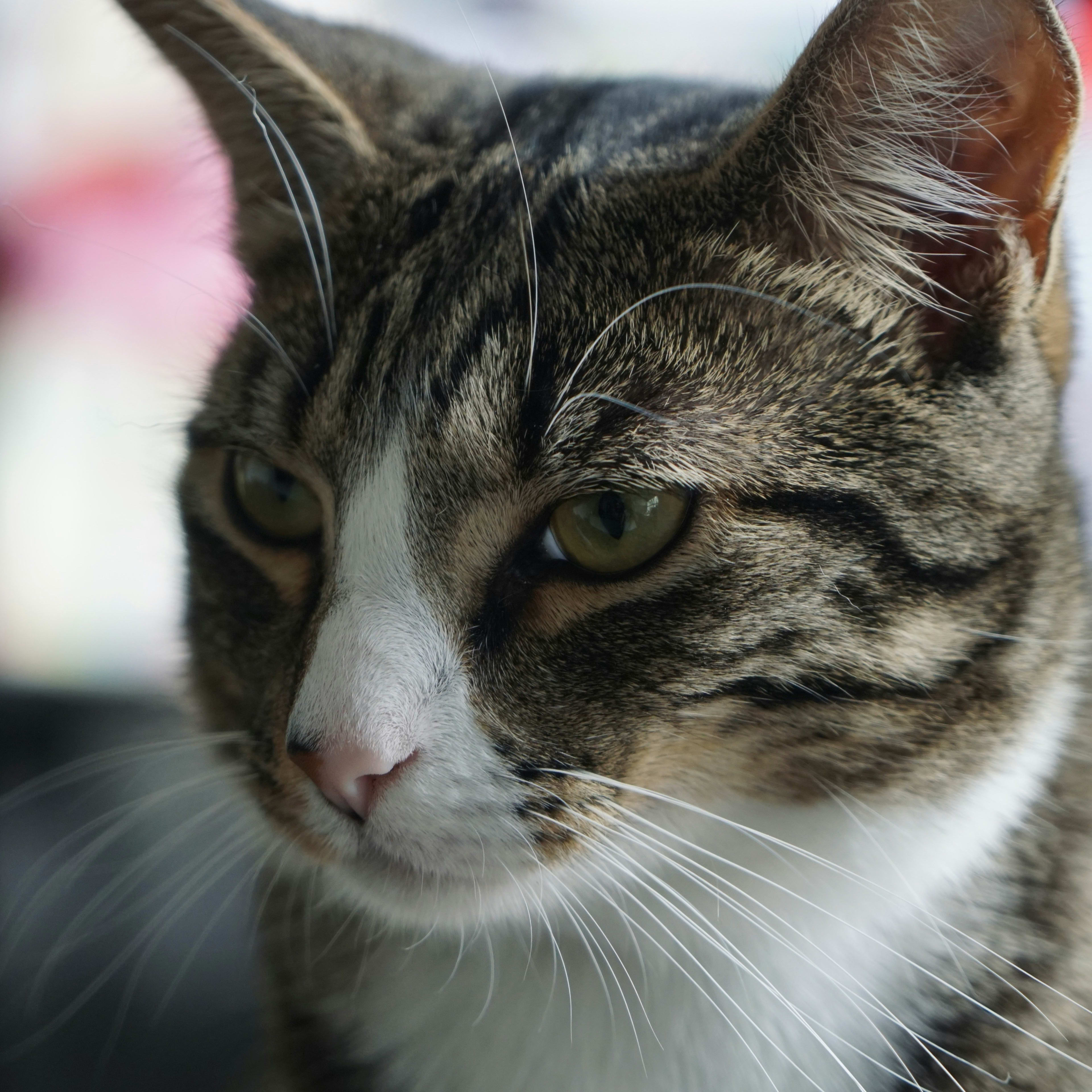 Cats Chirping in Anticipation of Picking Up Grandparents at the Airport Is Just Too Good