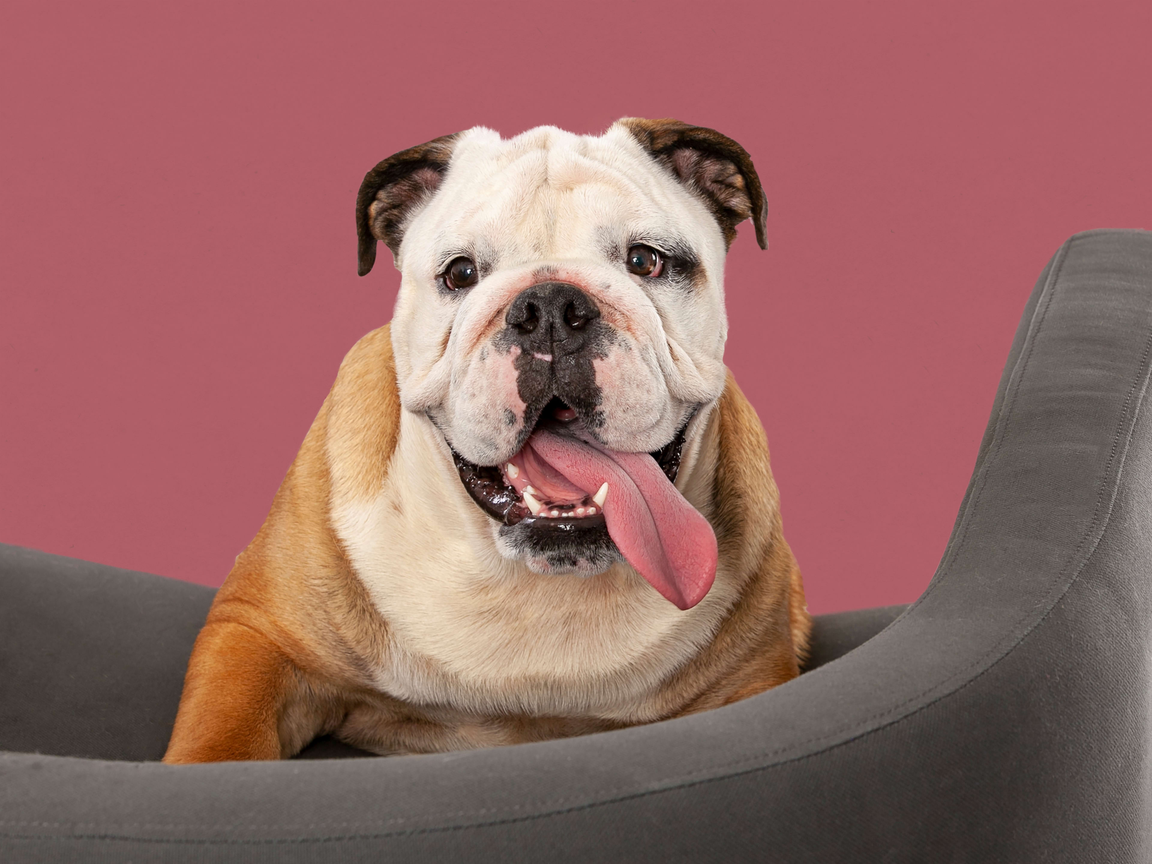 English Bulldog’s Cute ‘Bunny Hops’ Down the Stairs Are Impossible to