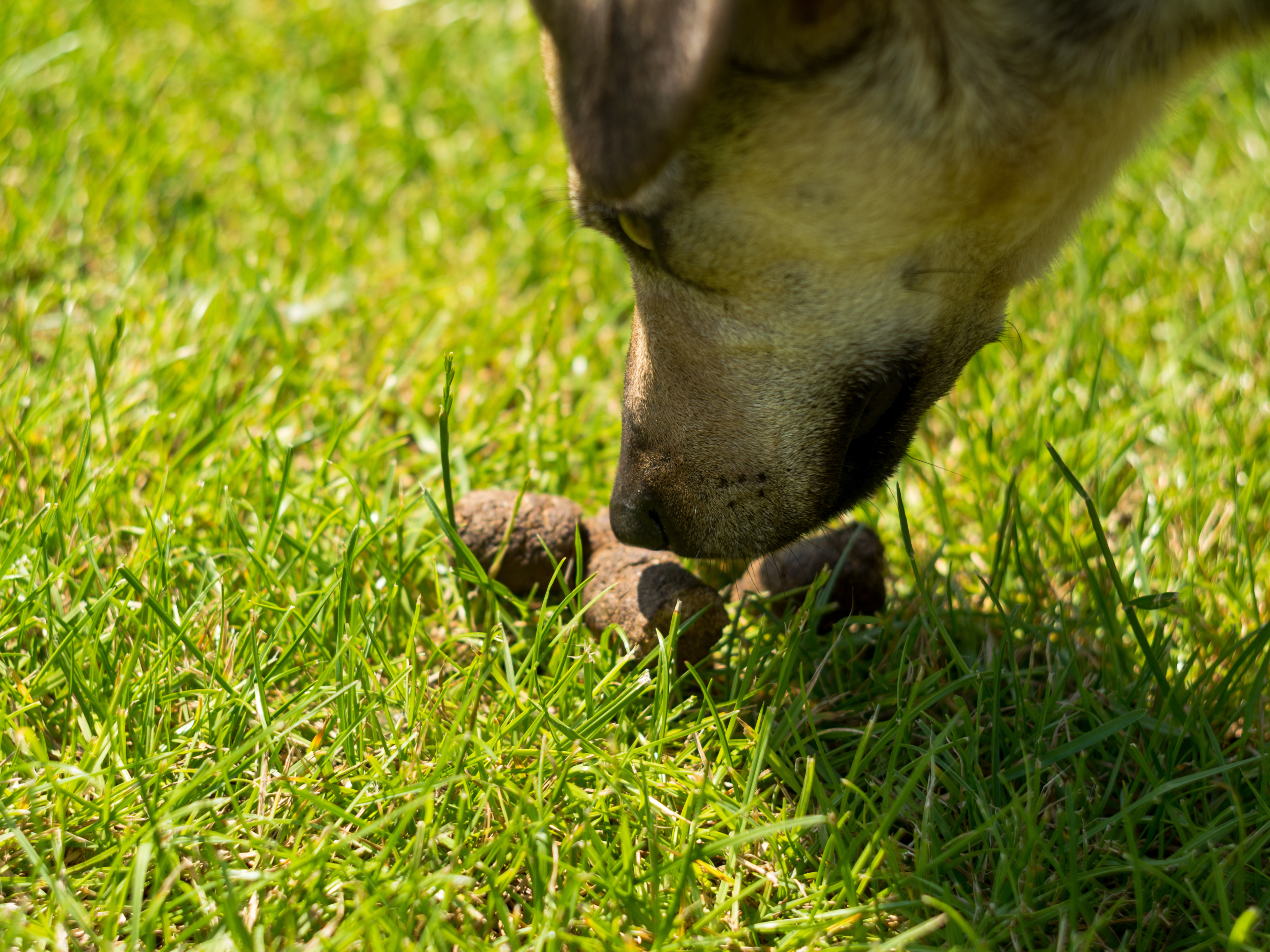 Can Dogs Eat Bunny Food? Uncover the Surprising Truth