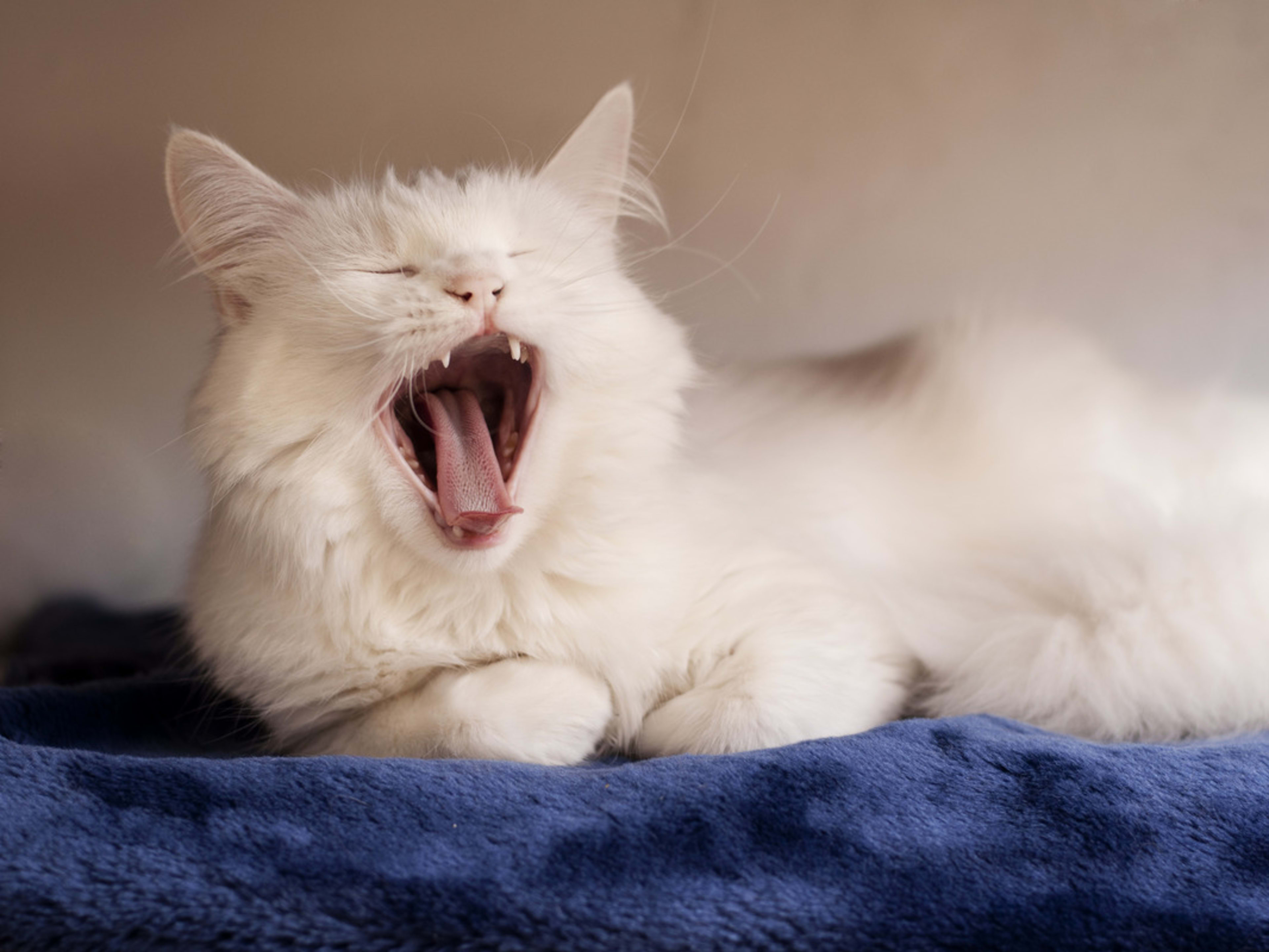 Why Do Cats Yawn: Surprising Reasons You Never Knew