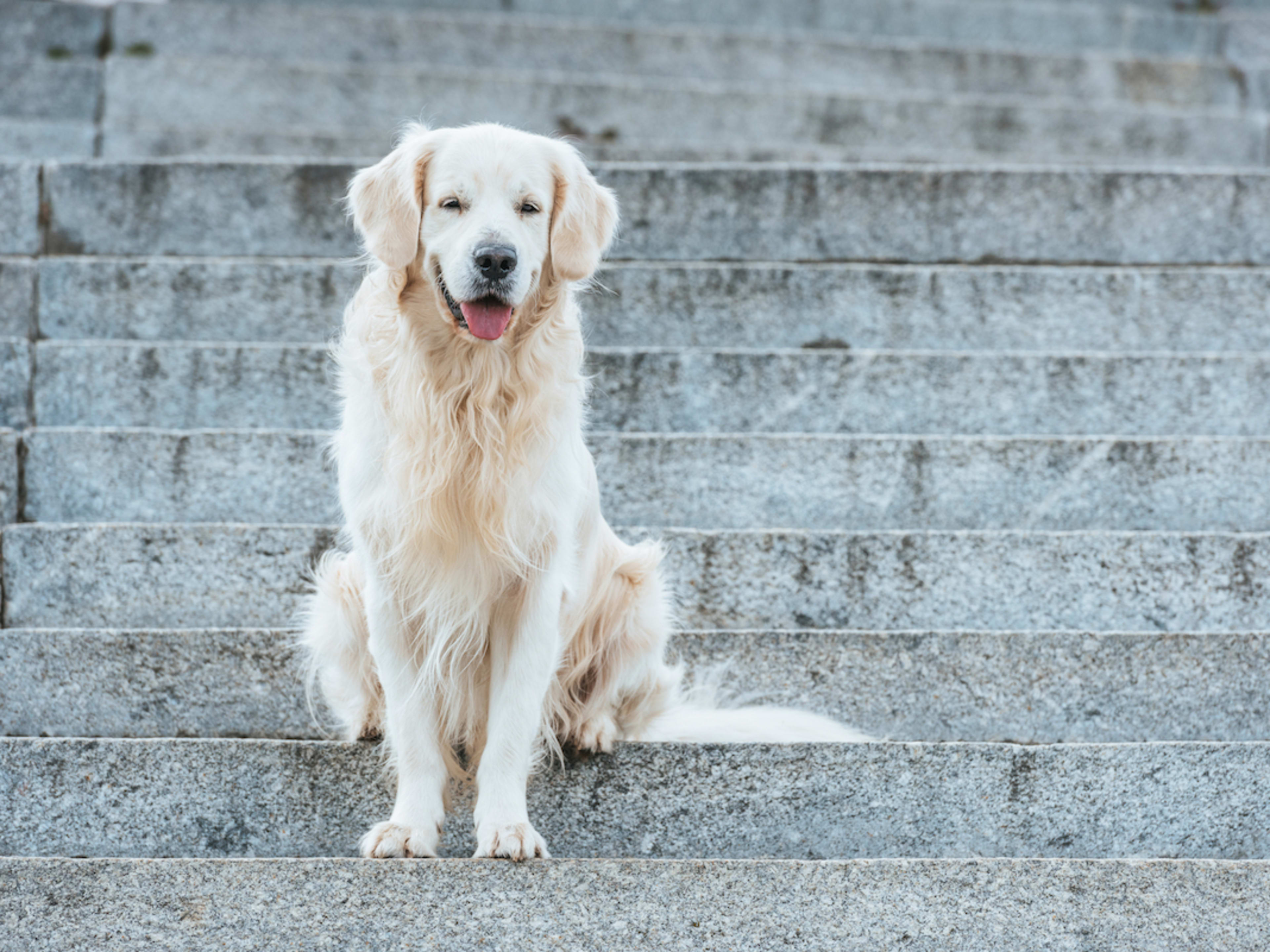 Sitting Golden Retriever Puppies Beautiful Golden Retriever Dog