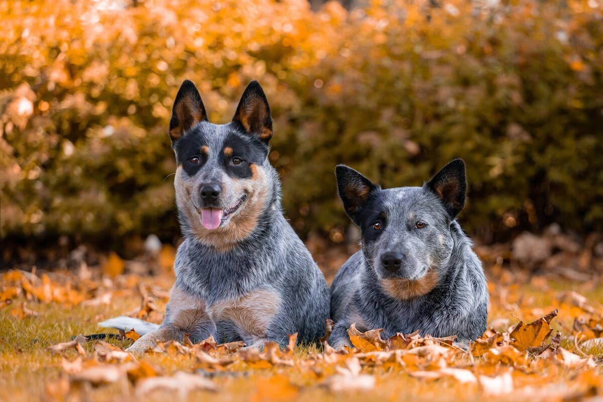 Australian Cattle Dog Behavior Problems: Solutions You Need Now