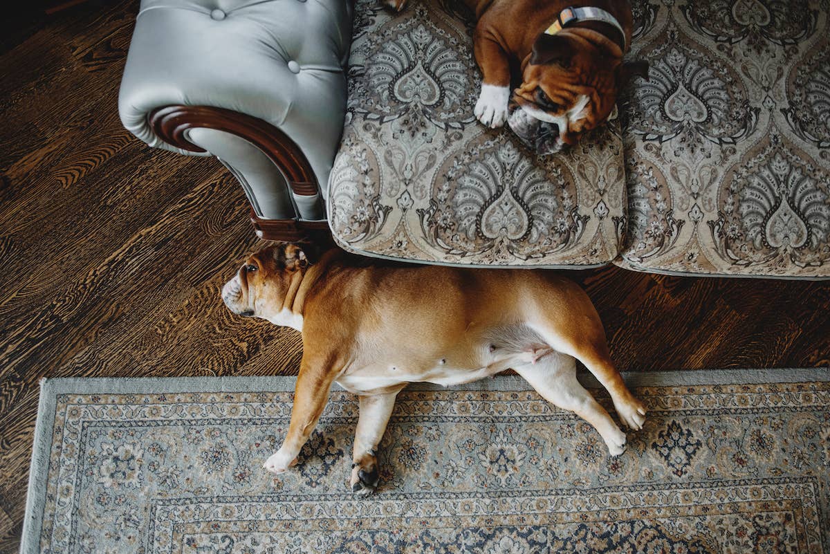 'Chonky' English Bulldogs on 'Neighborhood Watch' Blend Perfectly Into