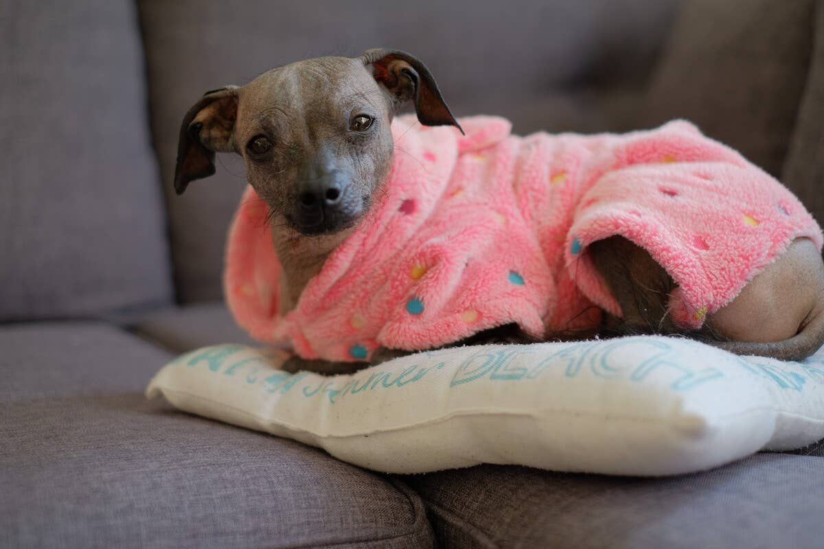 hairless-chihuahua-runs-zoomies-around-a-cockatoo-in-most-adorable-playdate