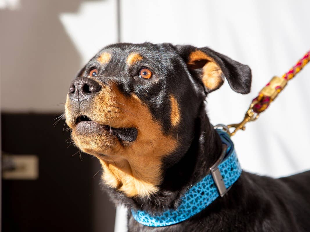 Precious Rottweiler’s Priceless Reaction To Trying Mango for the First ...