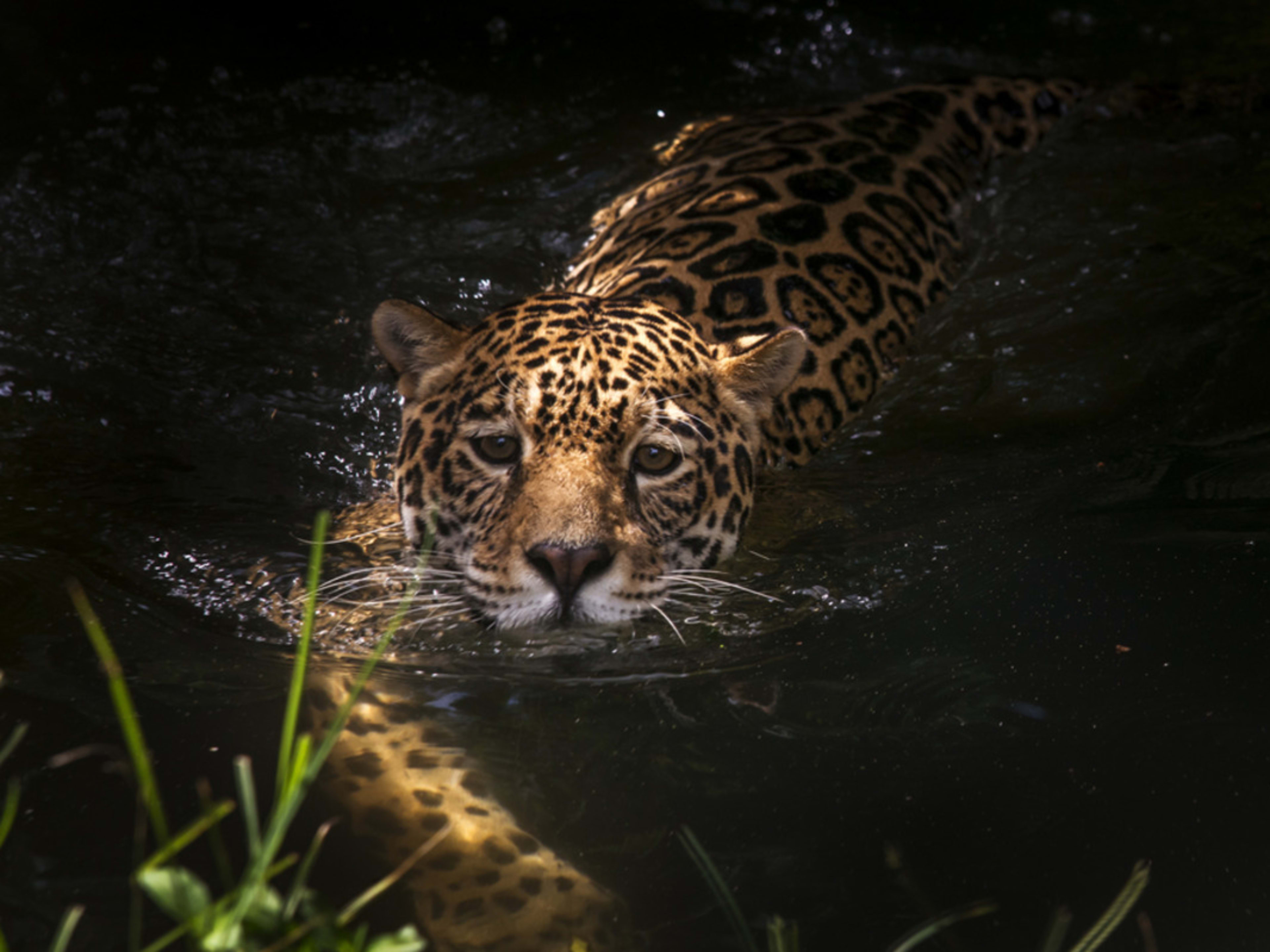 Baby Jaguars Practicing Their Swim - Shutterstock 592138040 1 108444 
