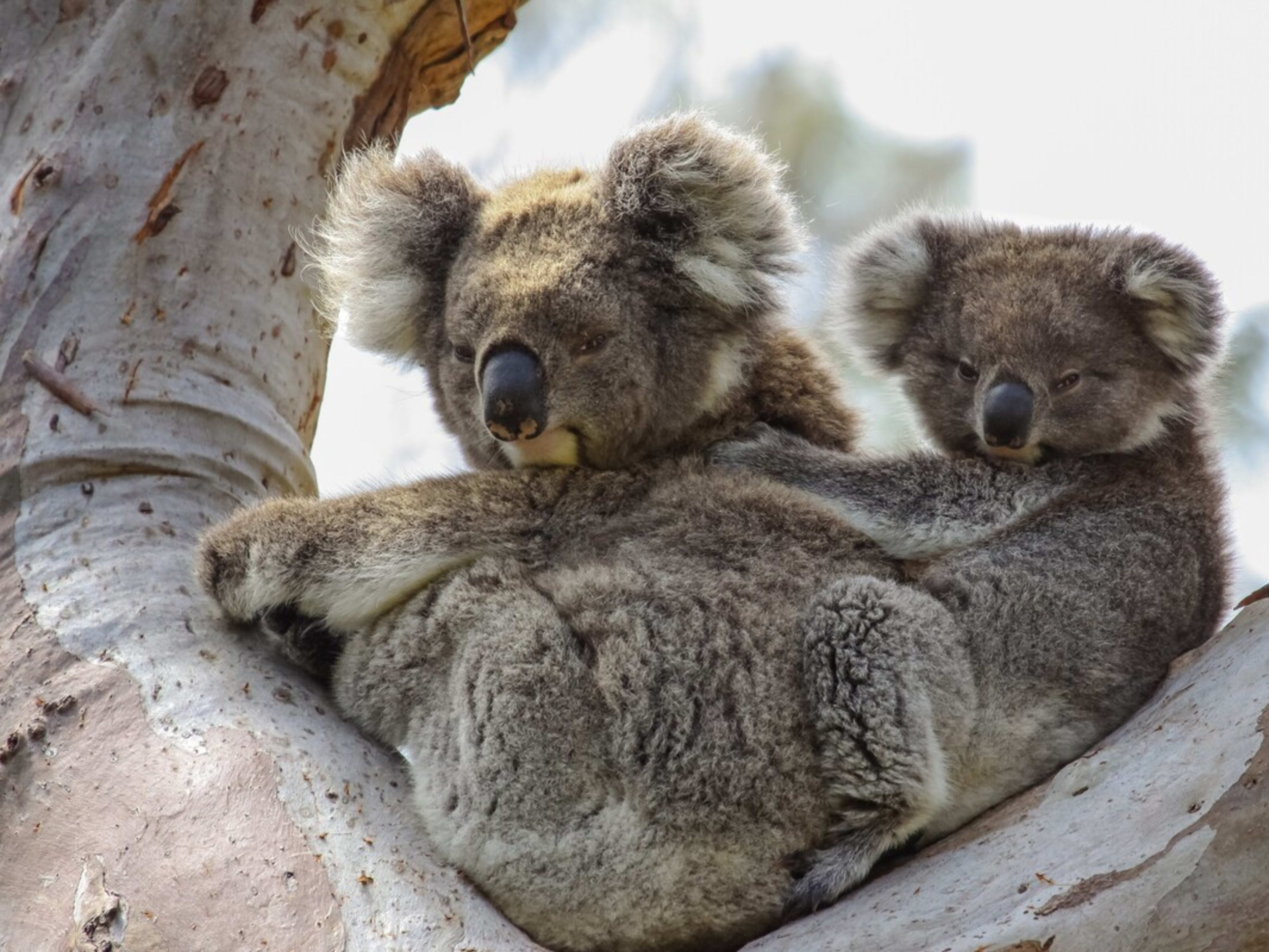 cute baby koalas sleeping