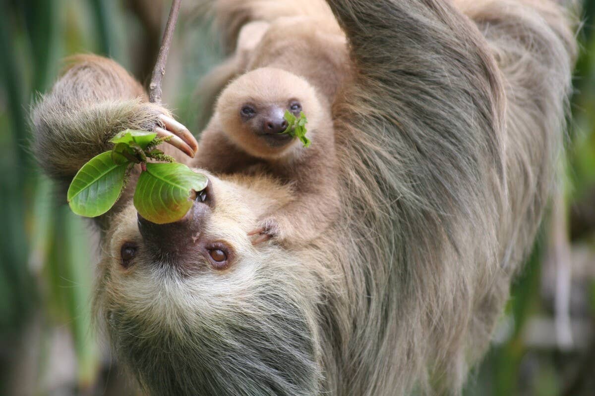 Sloth - PetHelpful
