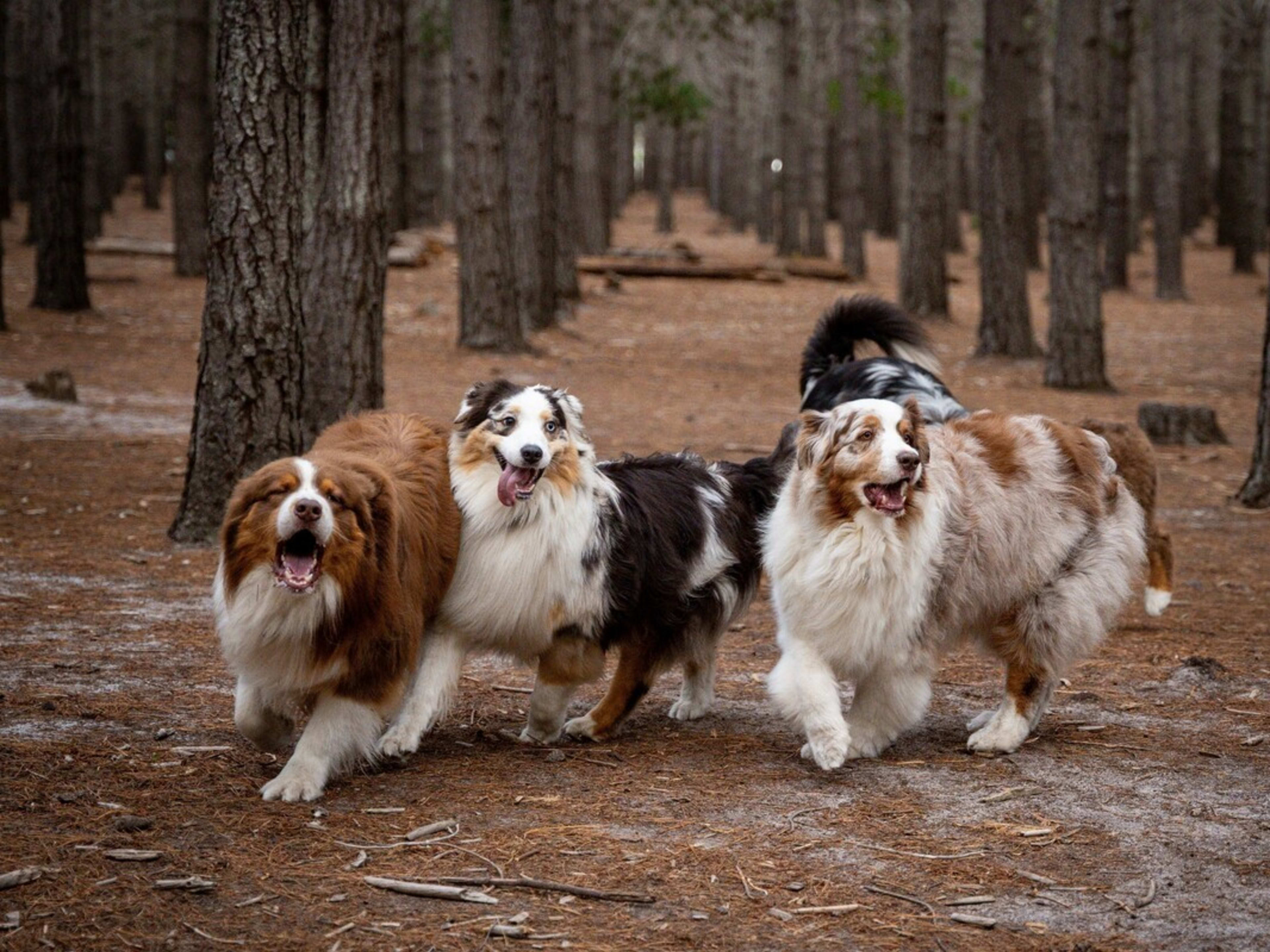 Australian Shepherd Pants