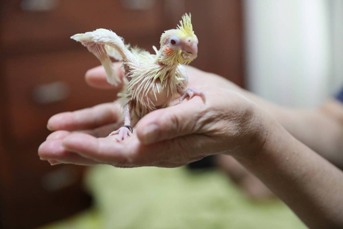 Baby Cockatoo s Adorable Scream Is Giving Total Jurassic Park Vibes Baby Cockatoo s Adorable Scream Is Giving Total Jurassic Park Vibes