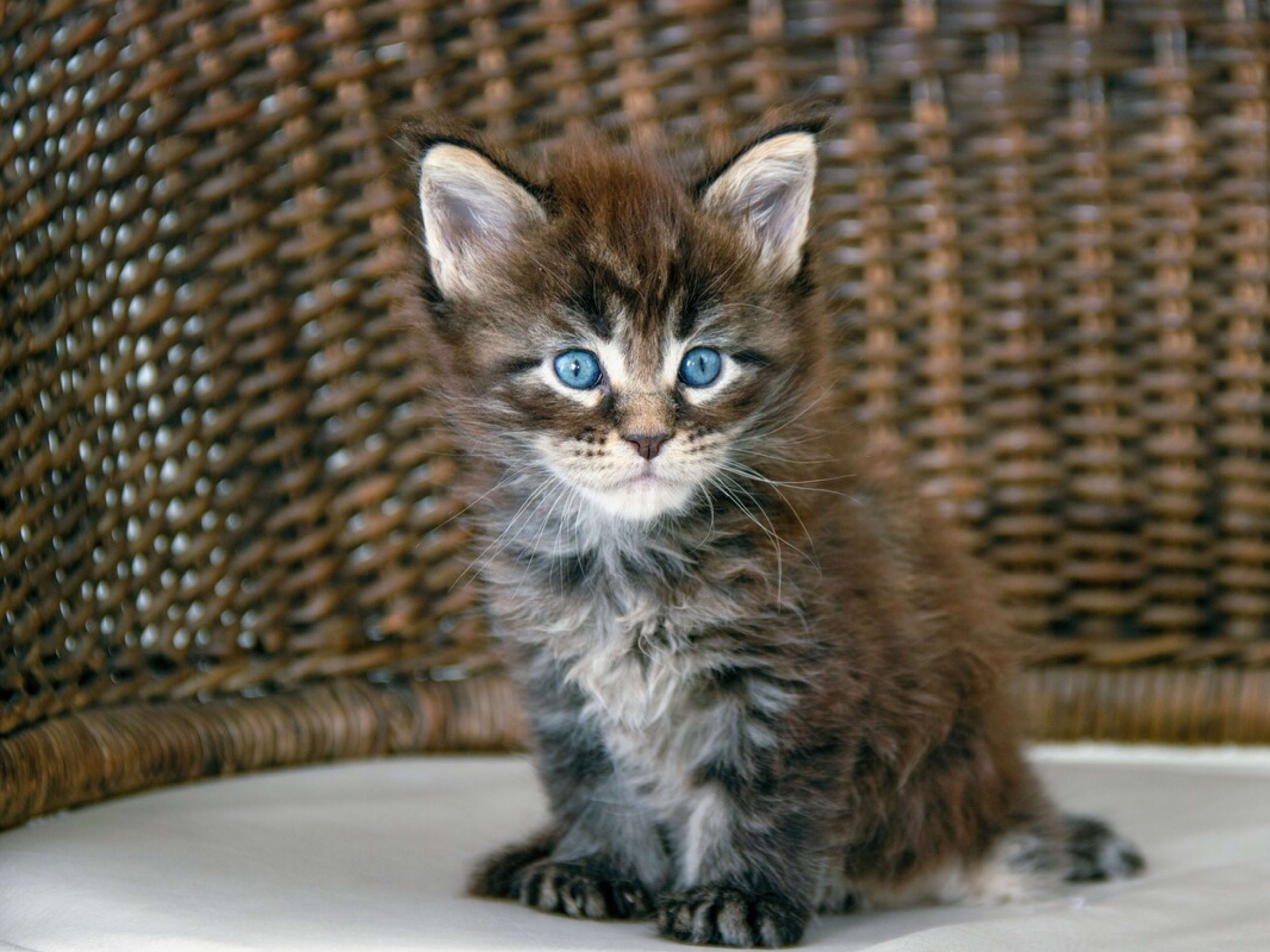 Maine Coon Cats In Cold Weather Best Maine Coon Cat Kittens Best Sale