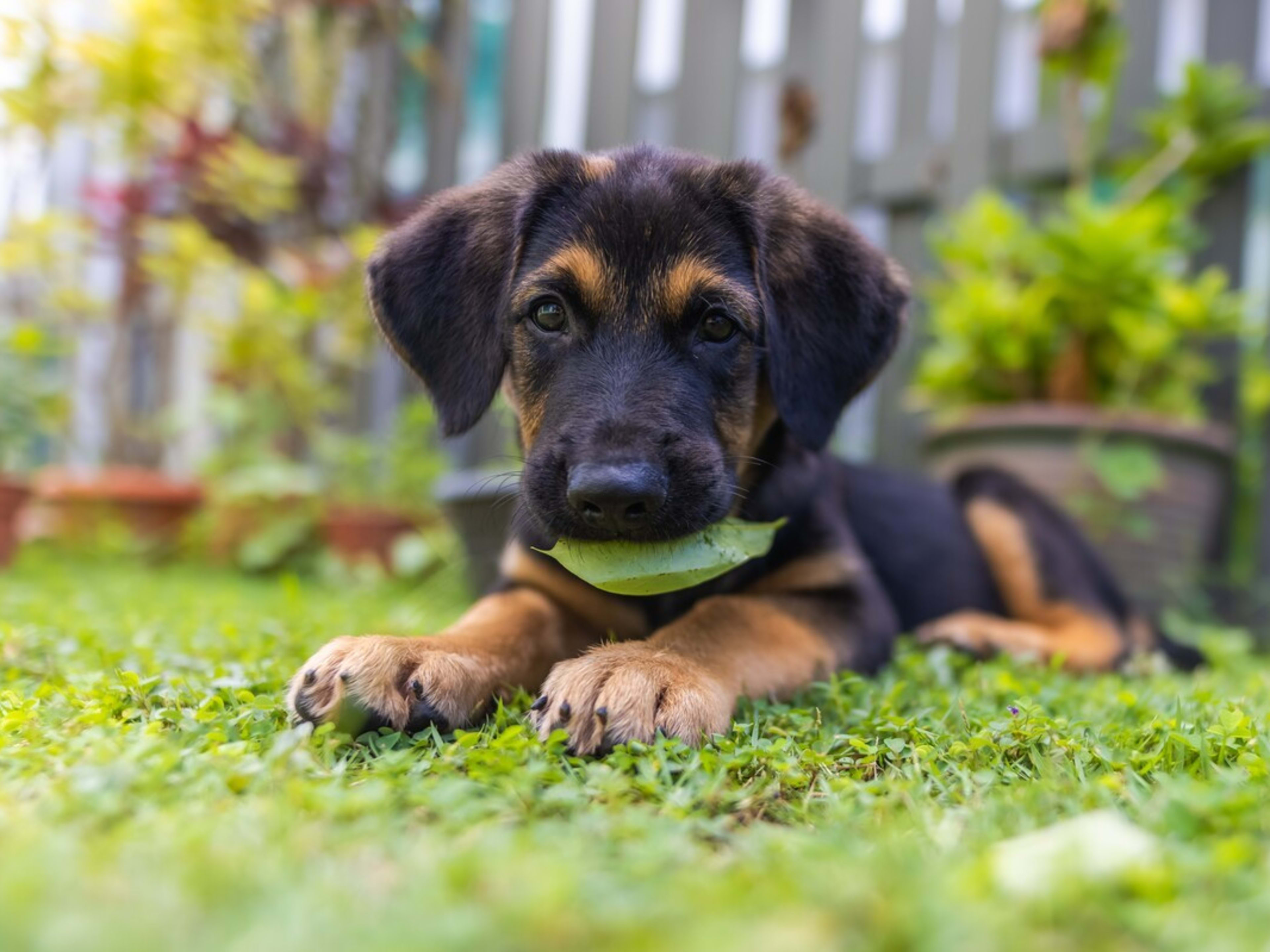 Retriever Cute German Shepherd Mixes 16+ Thousand Golden Shepherd