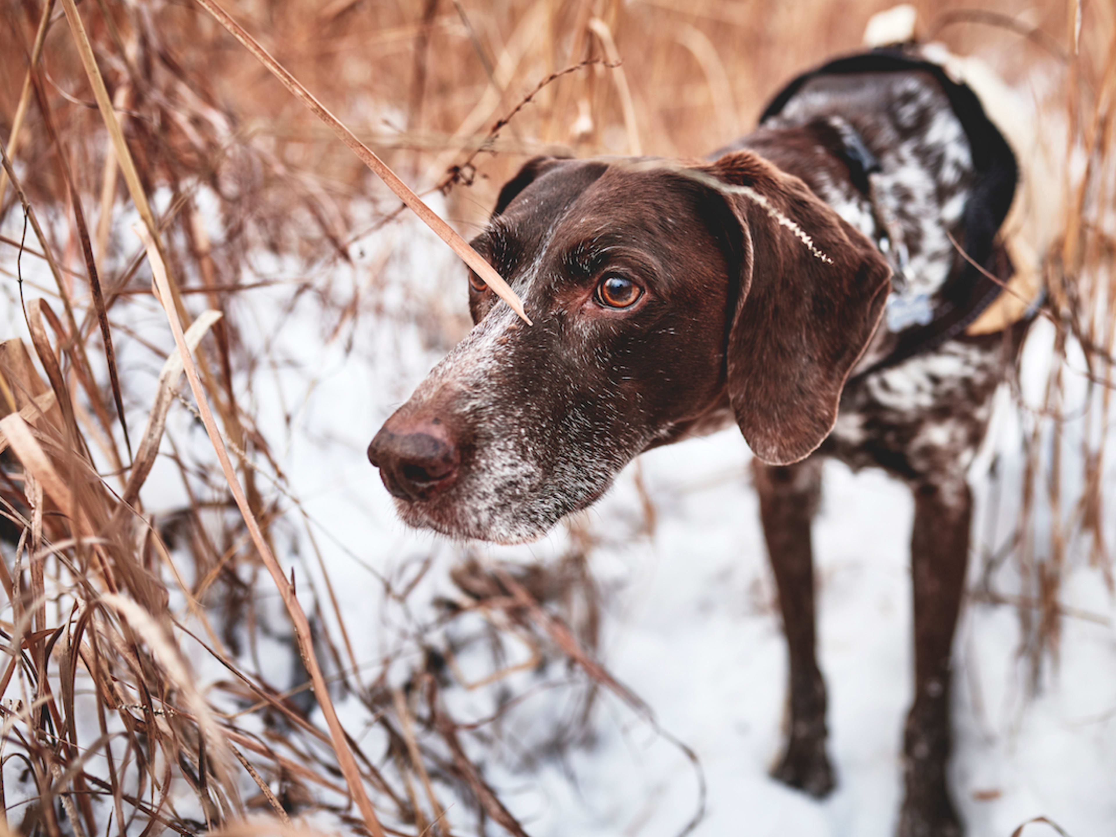 itchy pointer