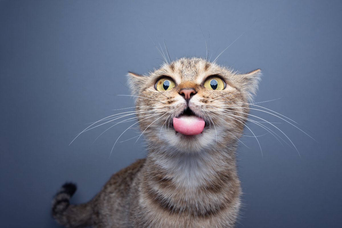 cute cat laughing images