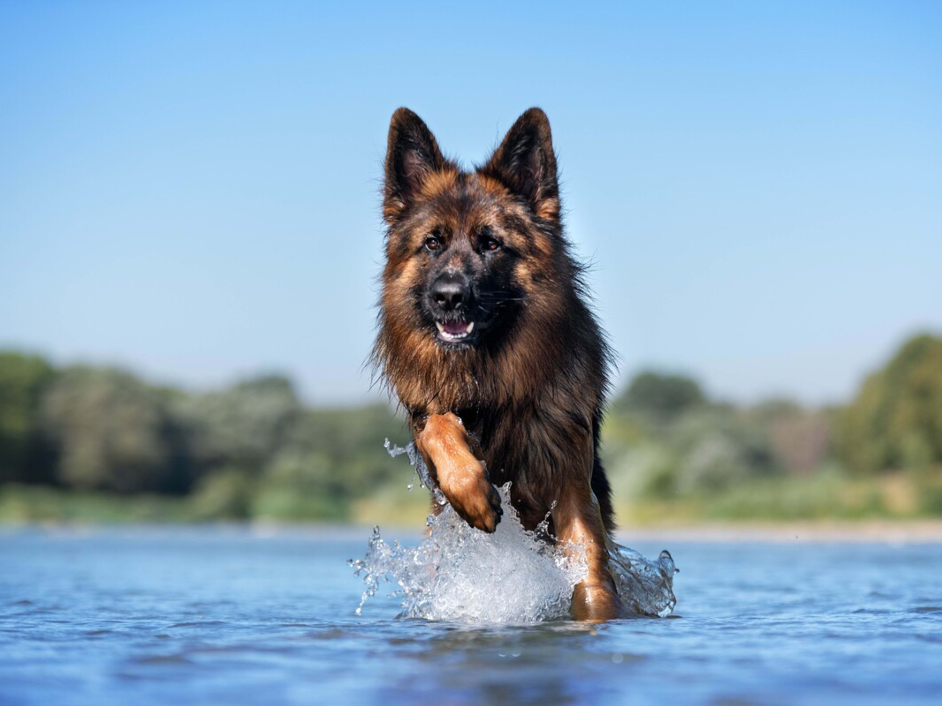 Dog 101 Siberian Husky German Shepherd Mix Best Husky Cross Gsd