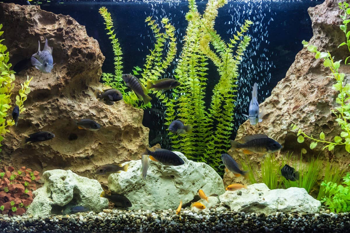 10 Best Fish for Beginners Who Aren't Sure Where to Start