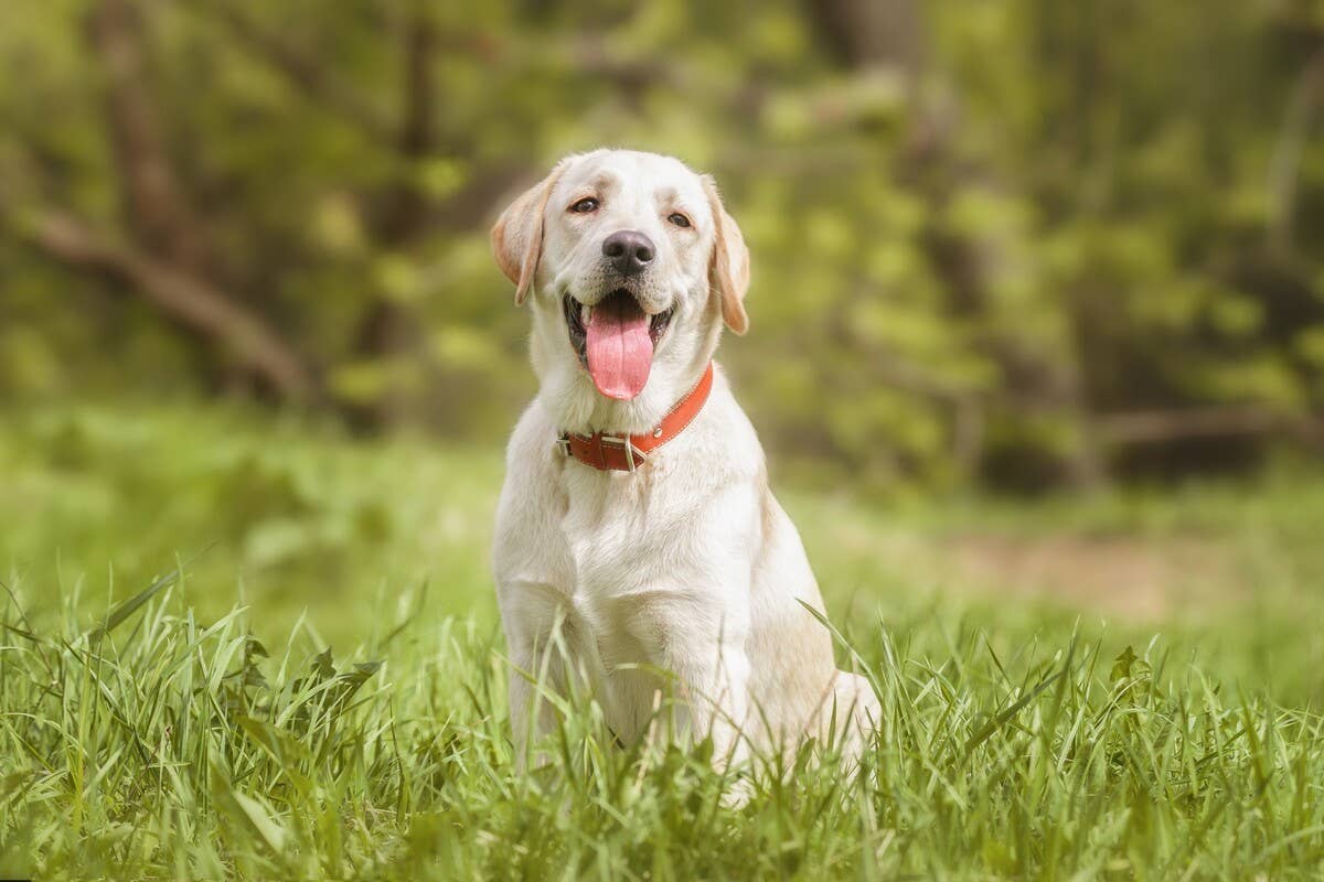 Scared Golden Lab Labrador ‘Acts Scared’ of Tiny Kitten Sibling to Make Her Feel Safe ...