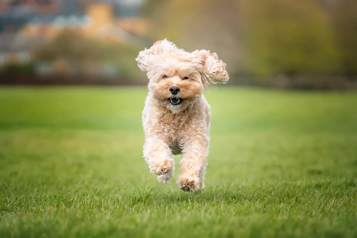 Cavapoo's Excited Response to Mom's BFF Coming to Visit Tugs at the ...